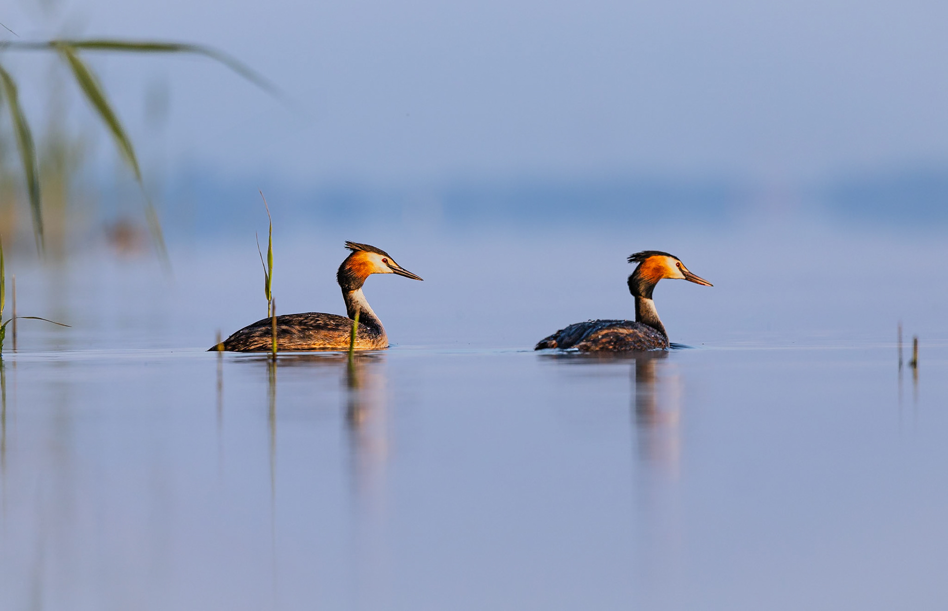 Fuut / Great crested grebe (Podiceps cristatos)