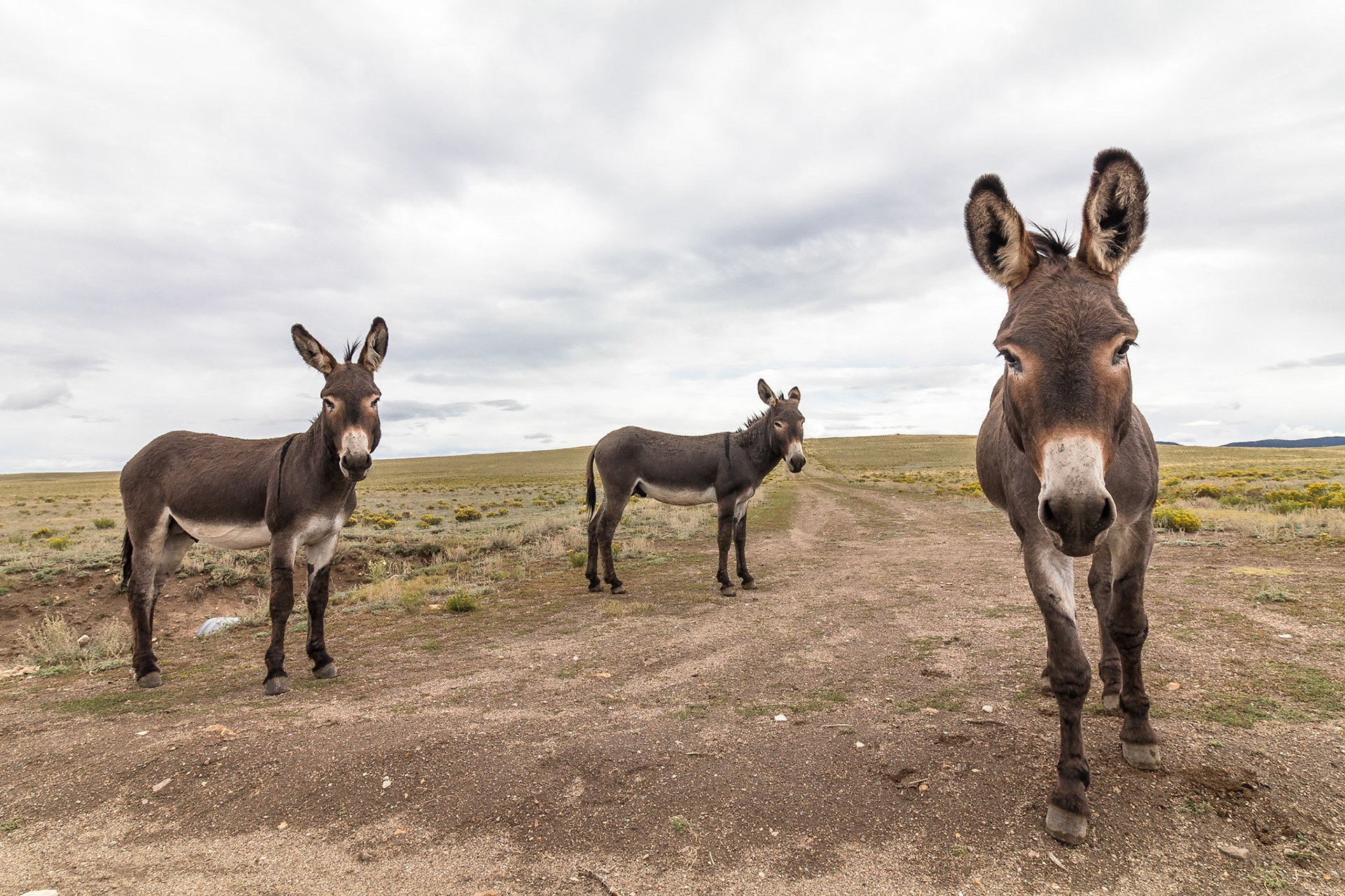Wild Burro: These are the feral (descended from domestic stock that has gone wild over generations) asses which run wild in the Western part of the United States.