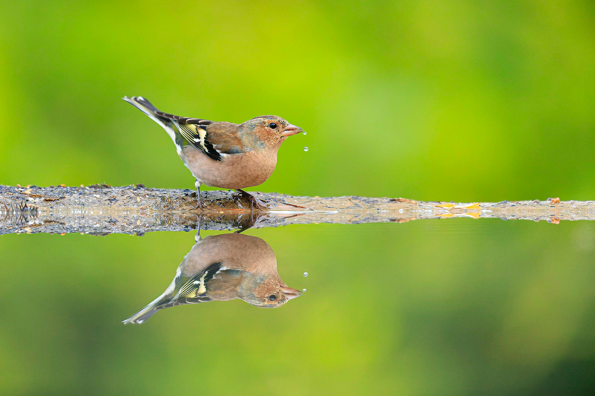 Vink / Common chaffinch (Fringilla montifringilla)