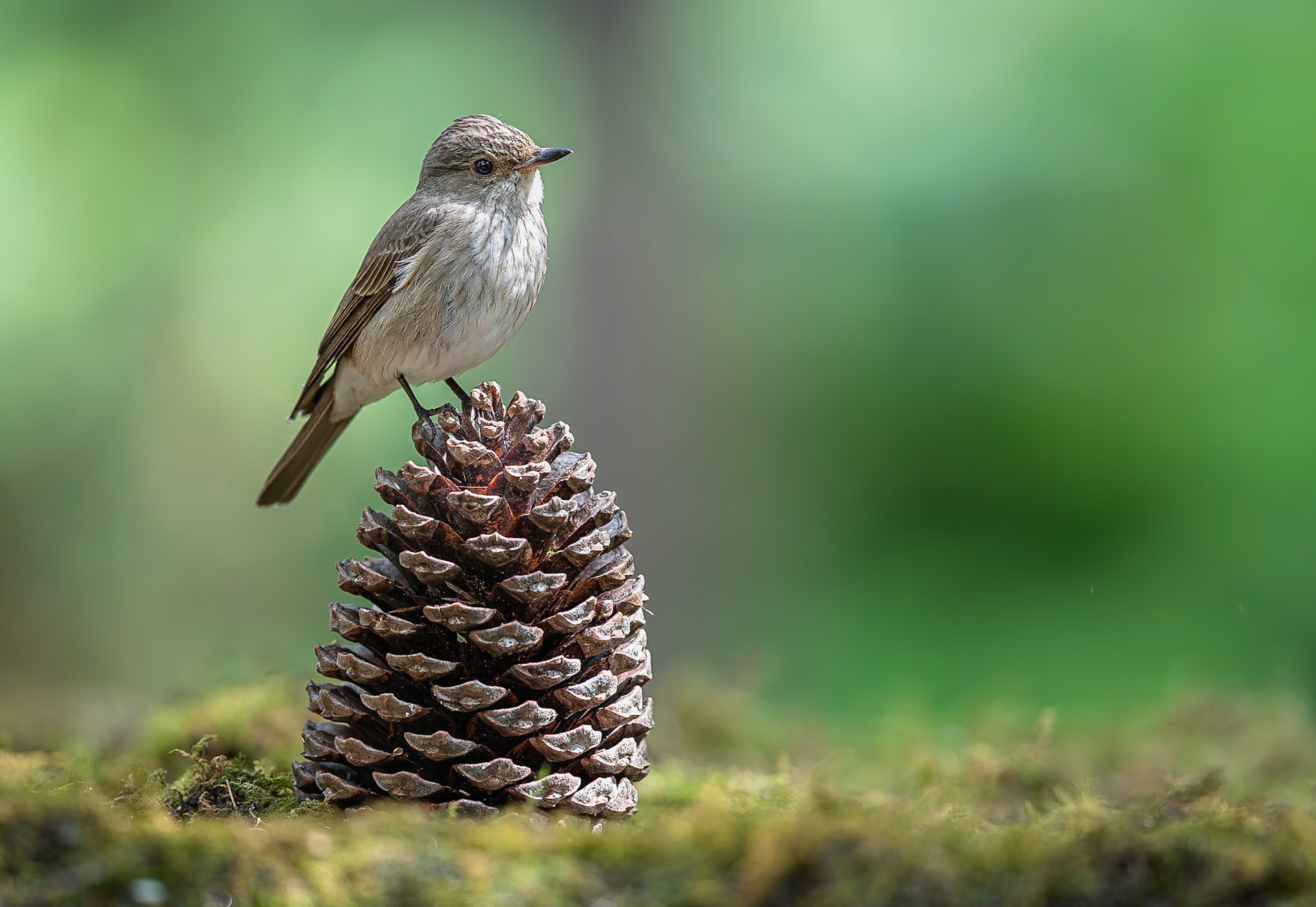 Grauwe vliegenvanger / Spotted flycatcher (Muscicapa striata)