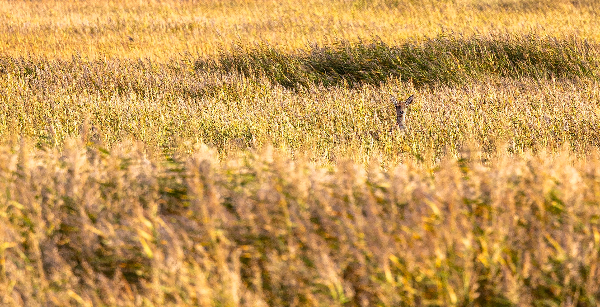 Edelhert / Red Deer  (Cervus elaphus)