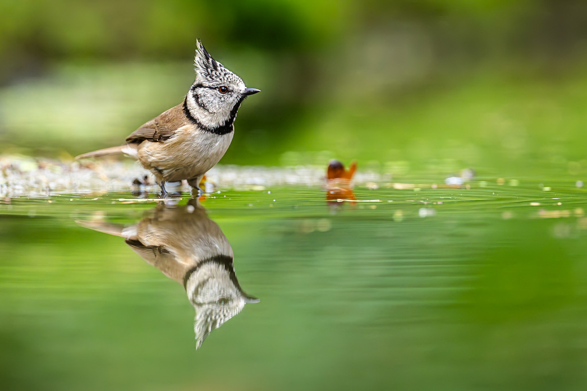 Kuifmees / Crested tit (Lophophanes cristatus)
