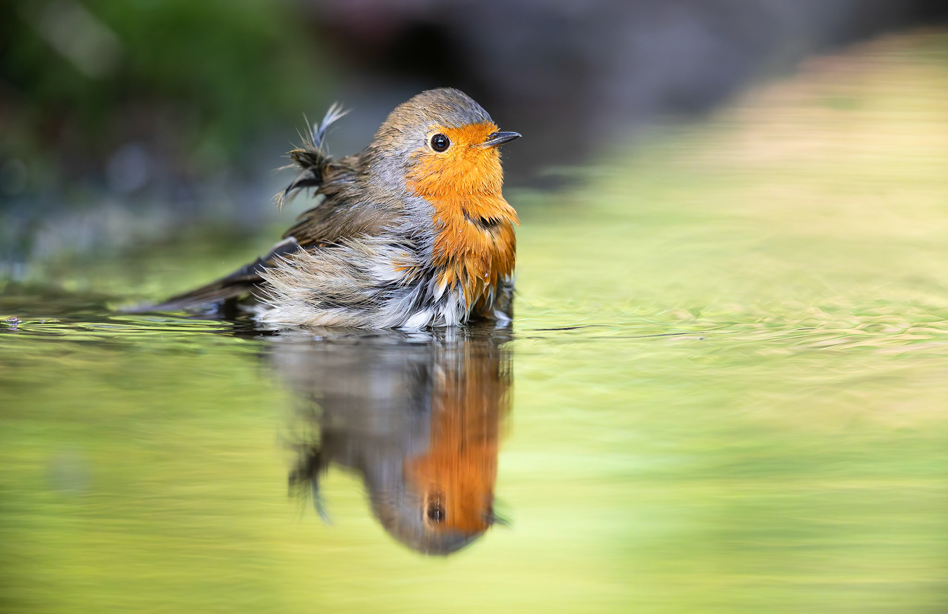 Roodborstje / European Robin (Erithacus rubecula)