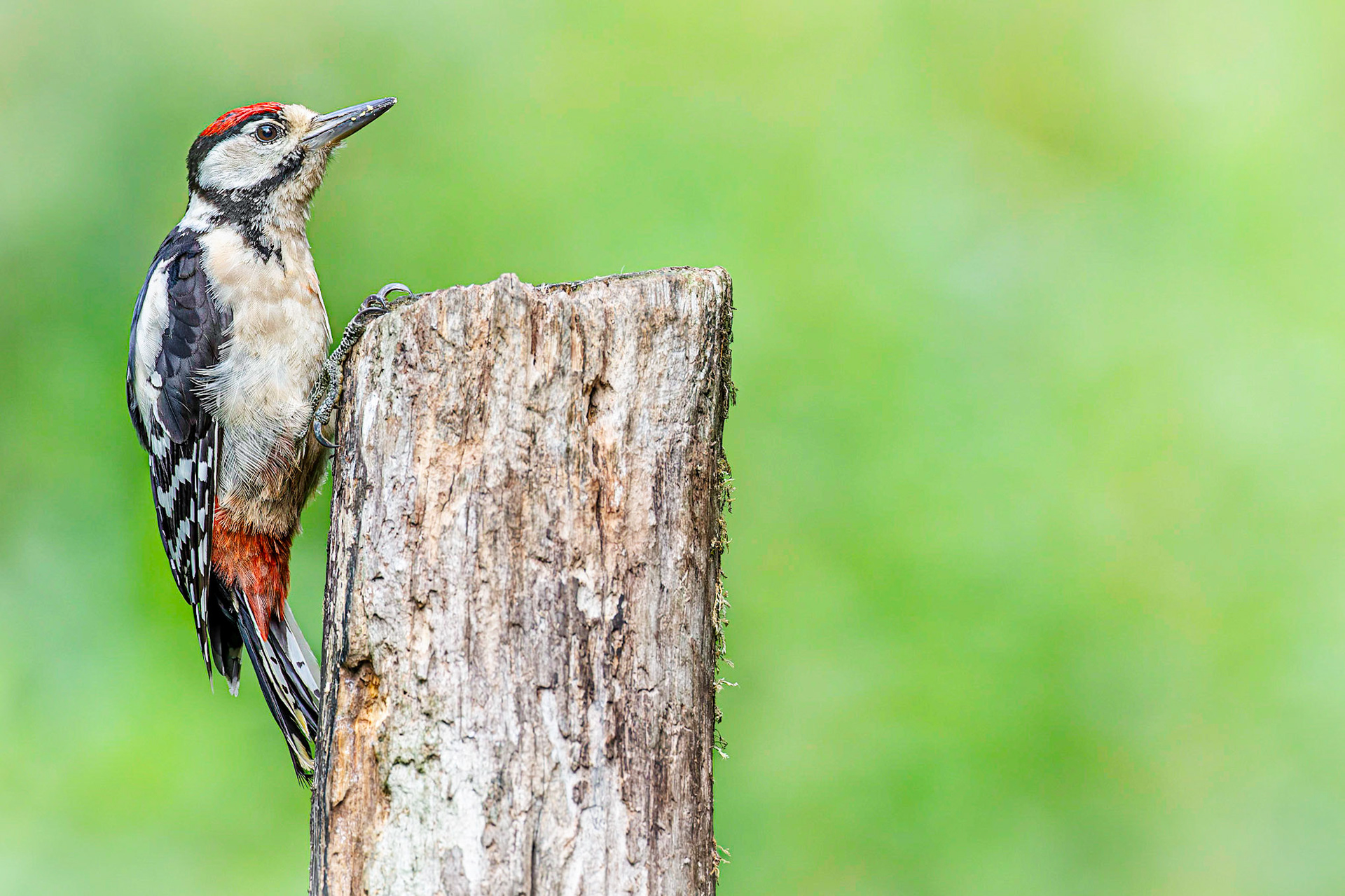 Grote bonte specht / Great spotted woodpecker (Dendrocopos major)