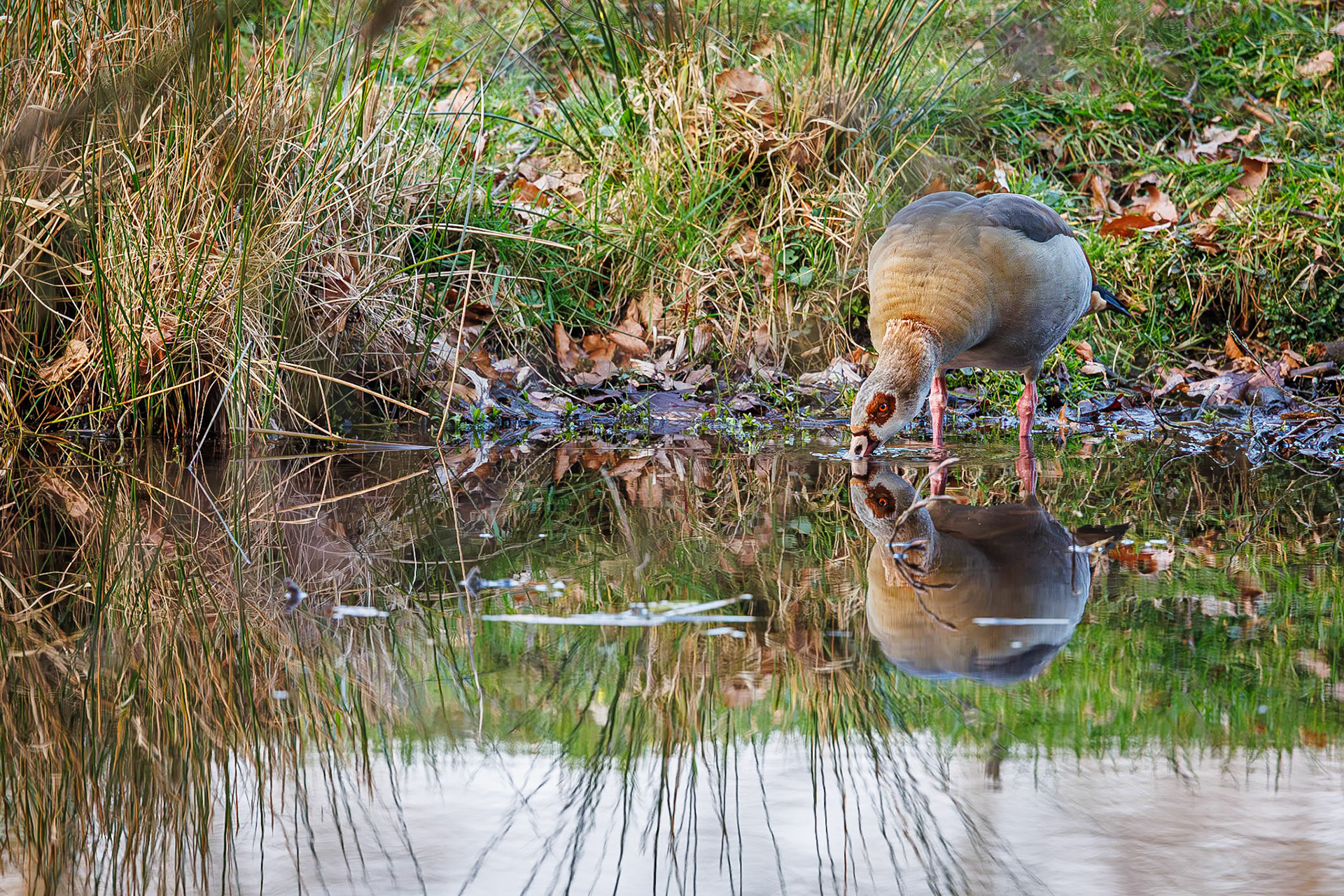 Nijlgans / Egyptian goose (Alopochen aegyptiaca)