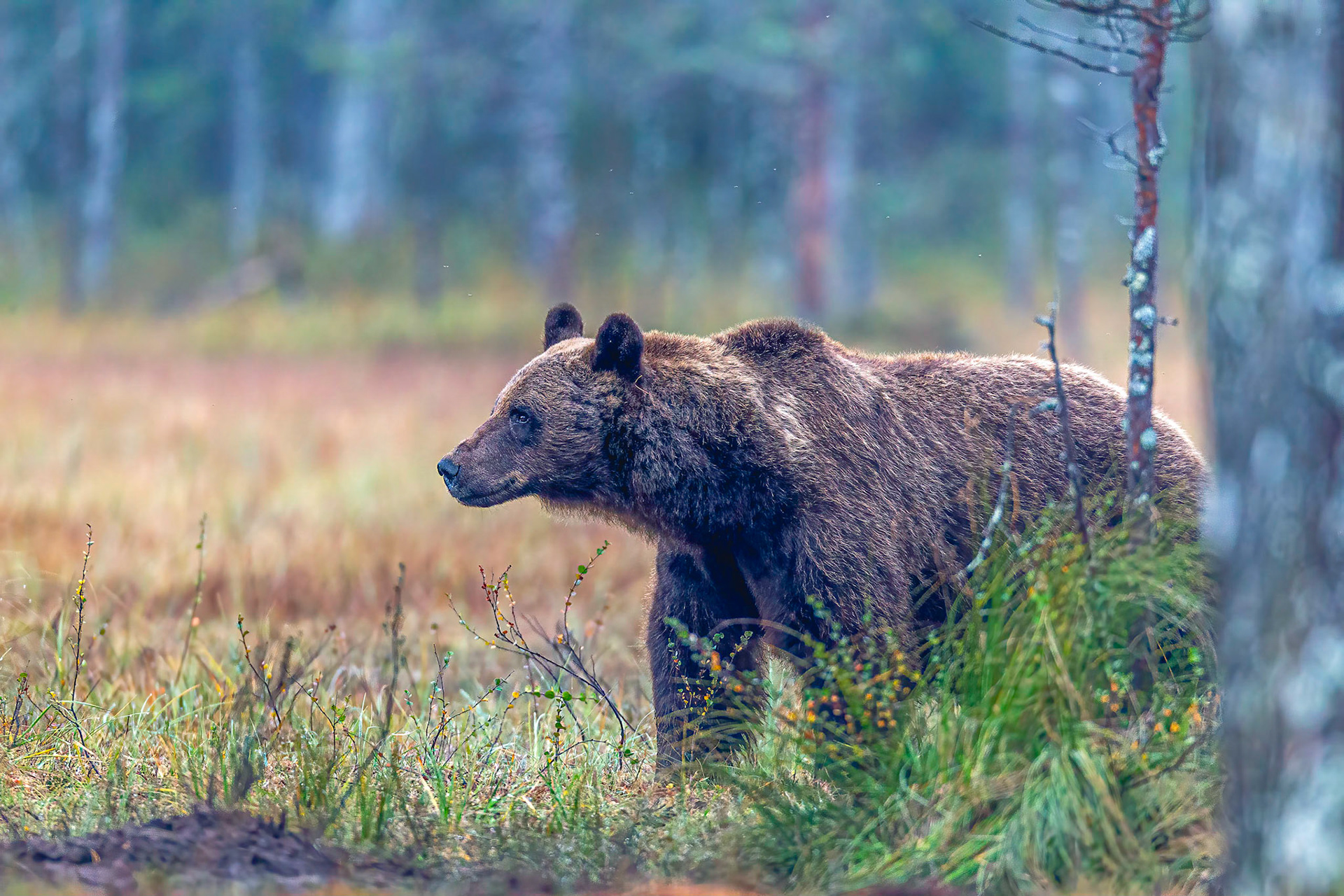 Europese Bruine beer / Eurasian Brown bear (Ursus arctos arctos)