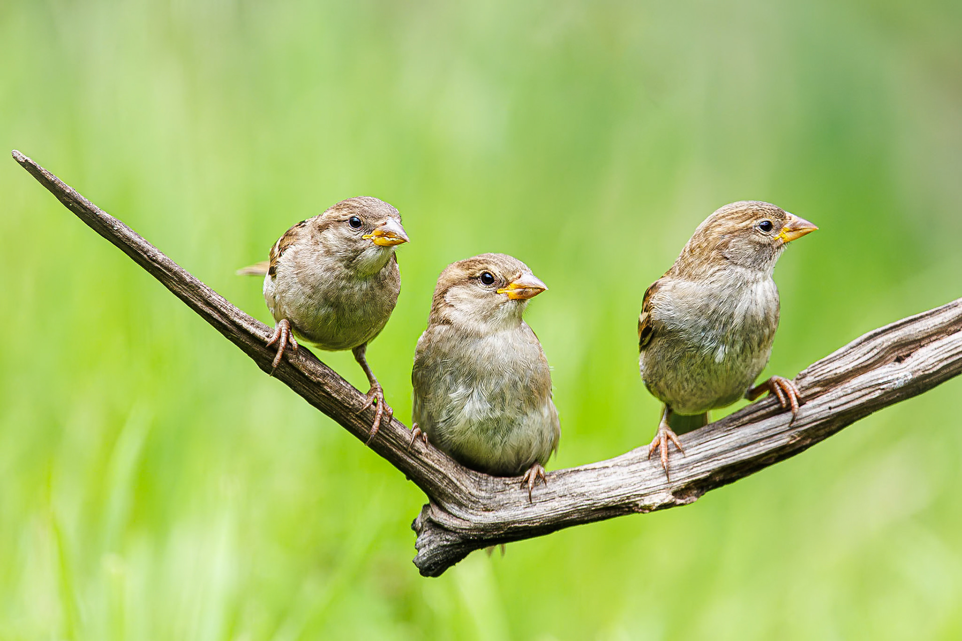 Huismus / House sparrow (Passer domesticus)