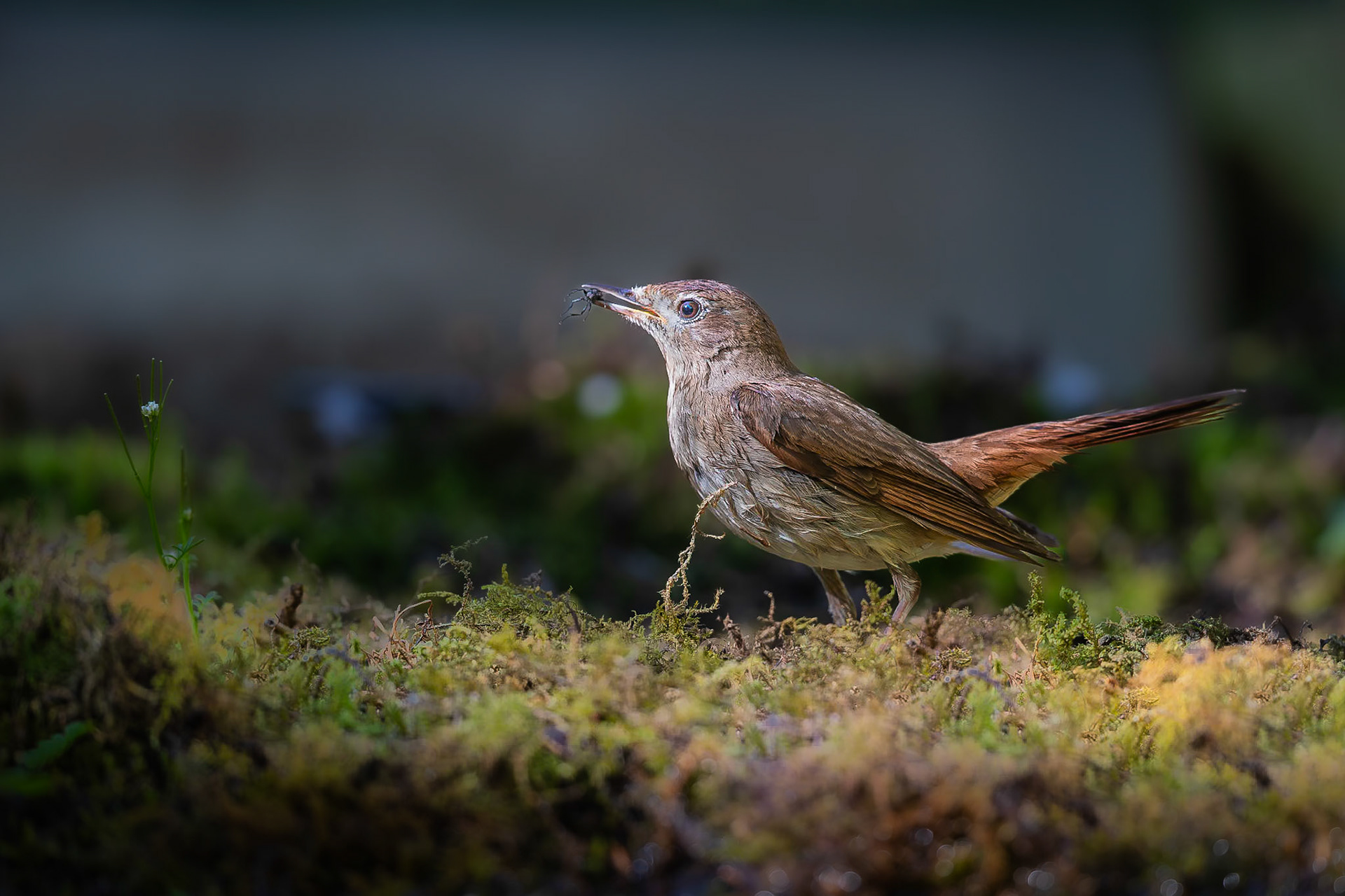 Zwarte roodstaart / Black redstart (Phoenicurus ochruros)
