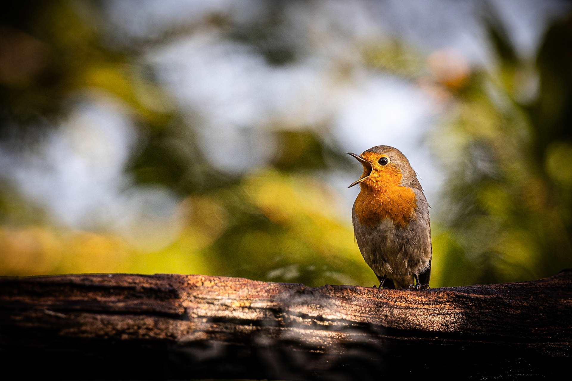 Roodborstje / European Robin (Erithacus rubecula)