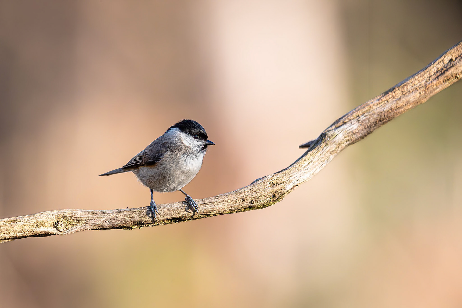 Glanskop / Marsh tit (Poecile palustris)