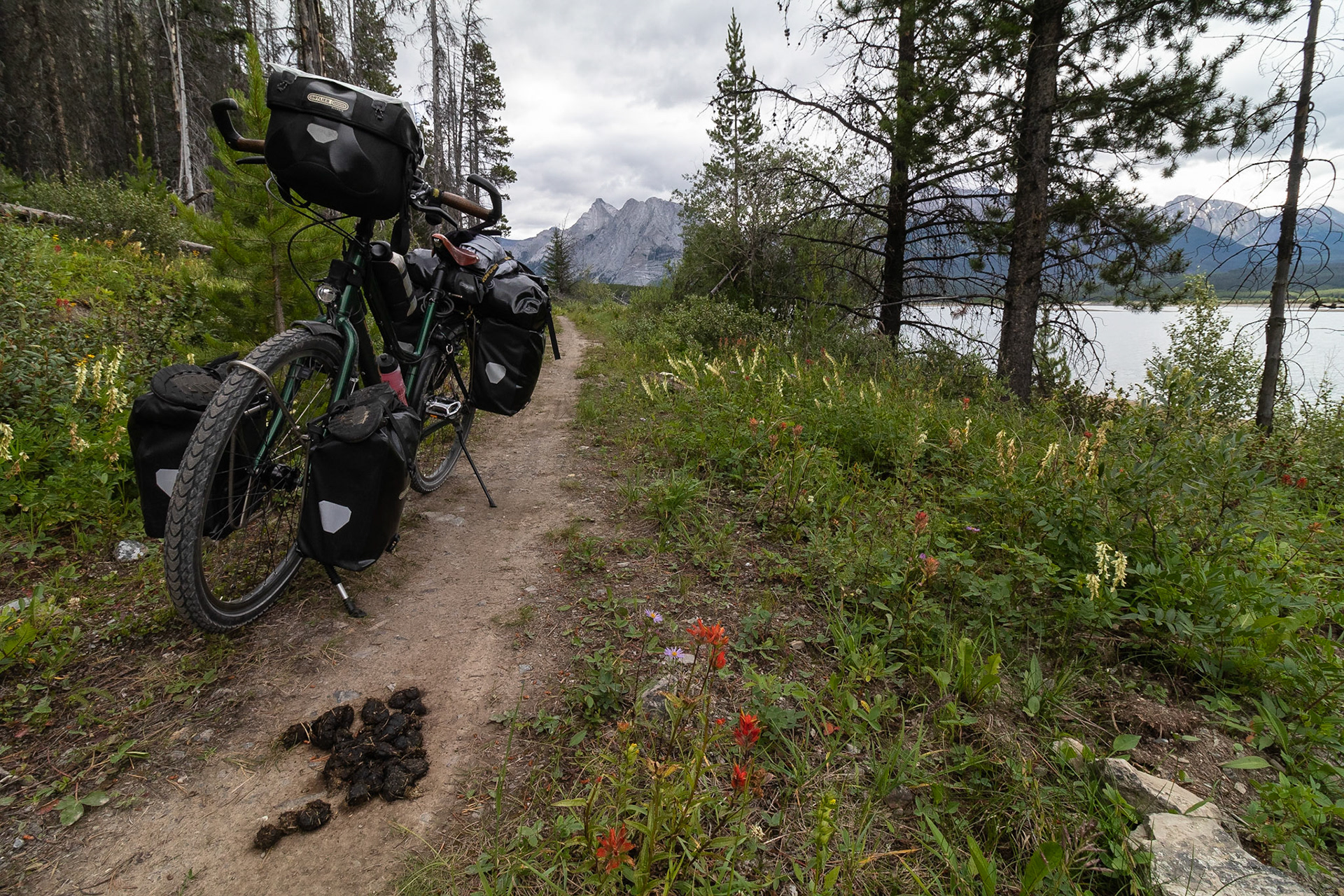 Berenpoep op het pad. Bear-scat on the track. #santosstory #rohloff #rohloffspeedhub #gatescarbondrive #vakantiefiets #fietsavontuur #fietsvakantie #fietstocht #liteseries #travellite #gdmbr #bikepacking