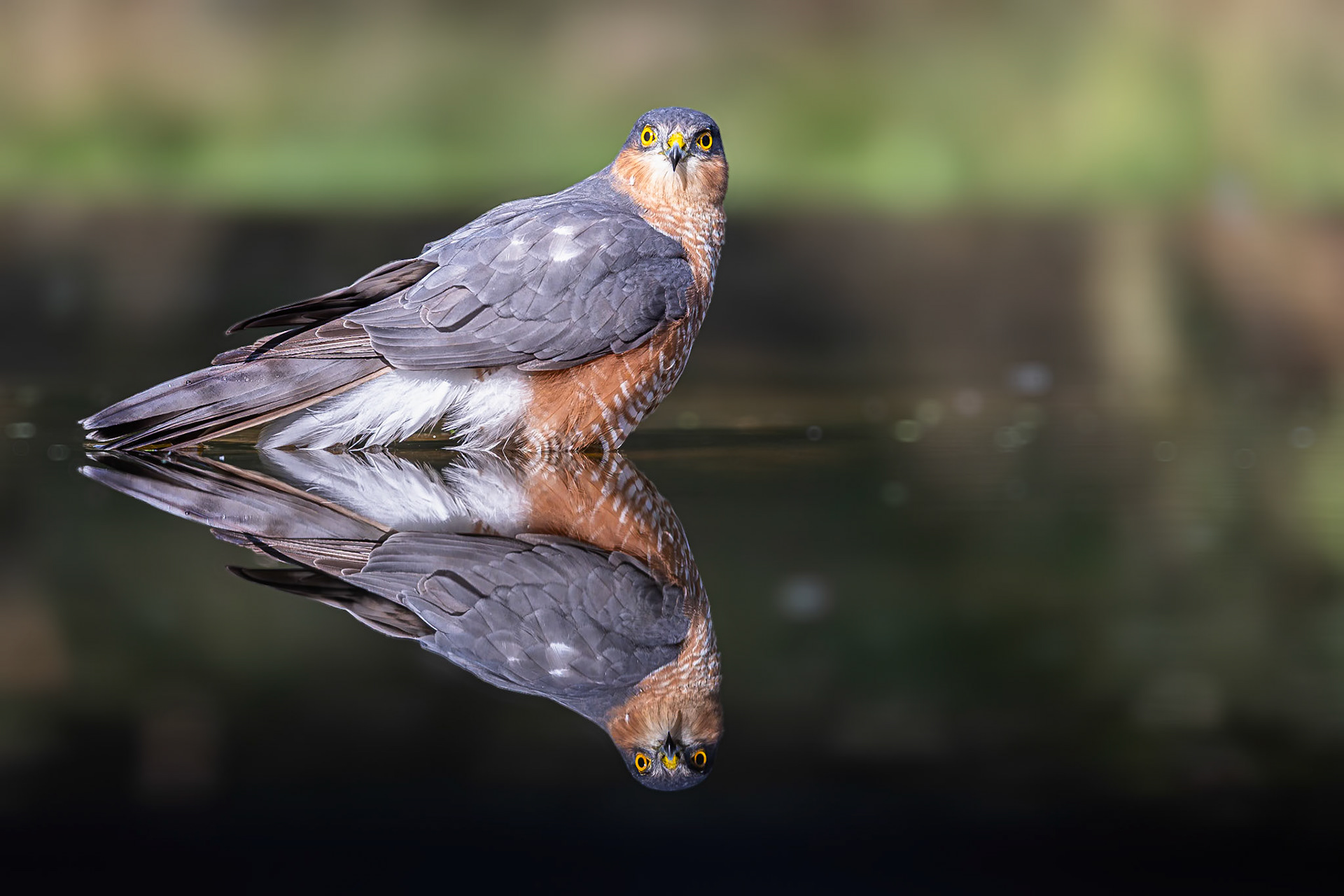Sperwer / Eurasian sparrowhawk (Accipiter nisus)