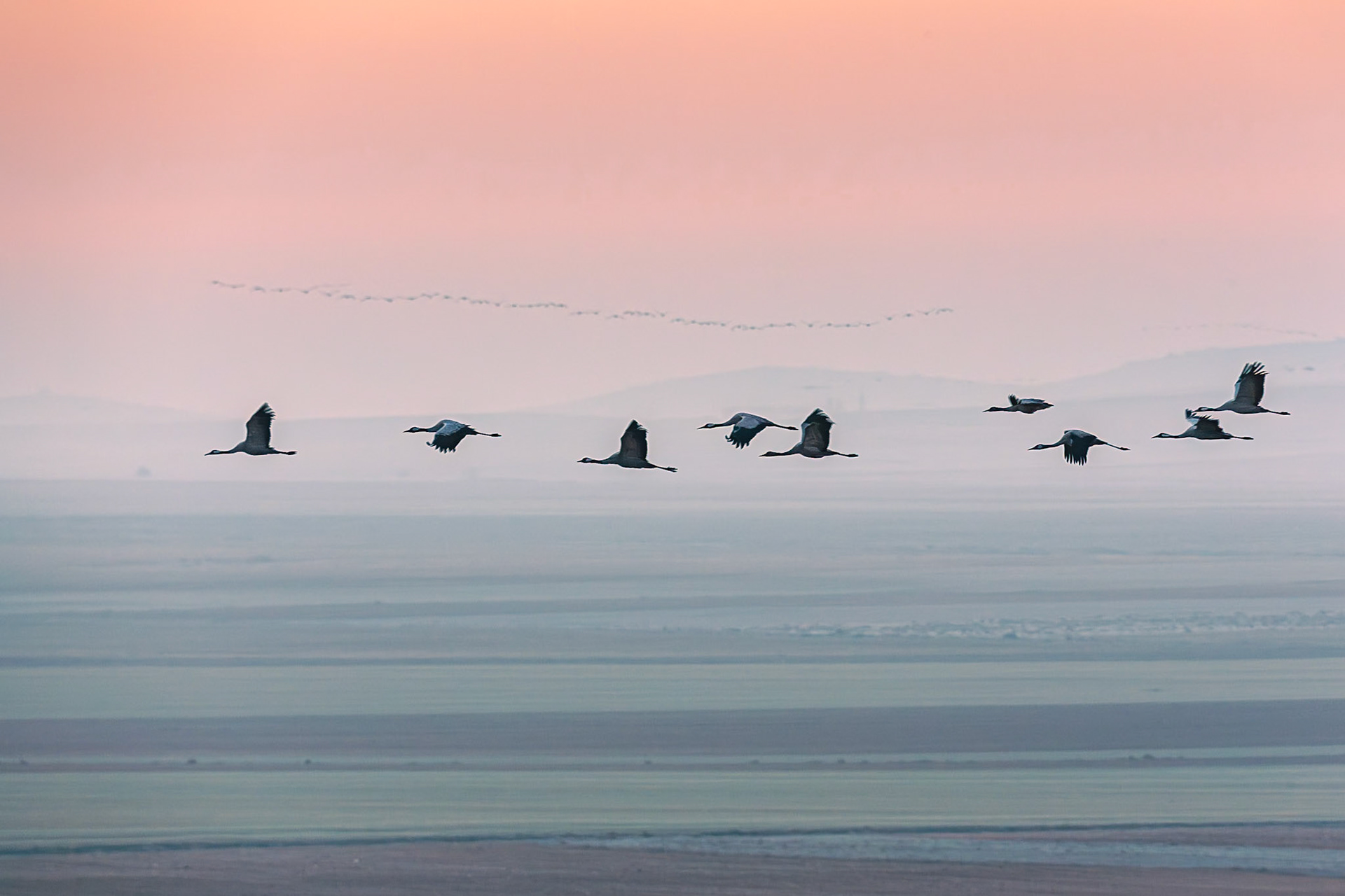 Kraanvogel / Common Crane (Grus grus)