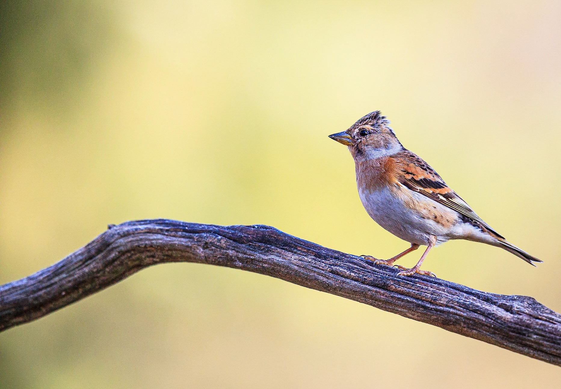 Keep / Brambling (Fringilla montifringilla)