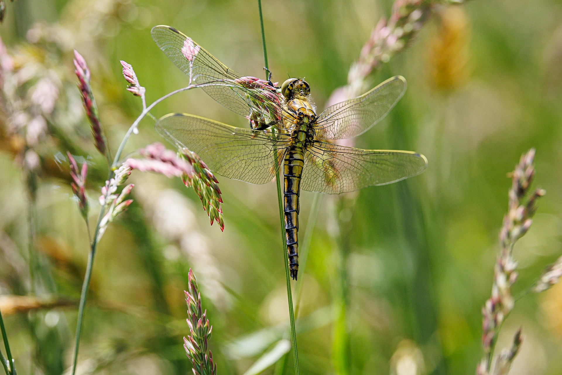 Gewone oeverlibel / Black-tailed skimmer (Orthetrum cancellatum)