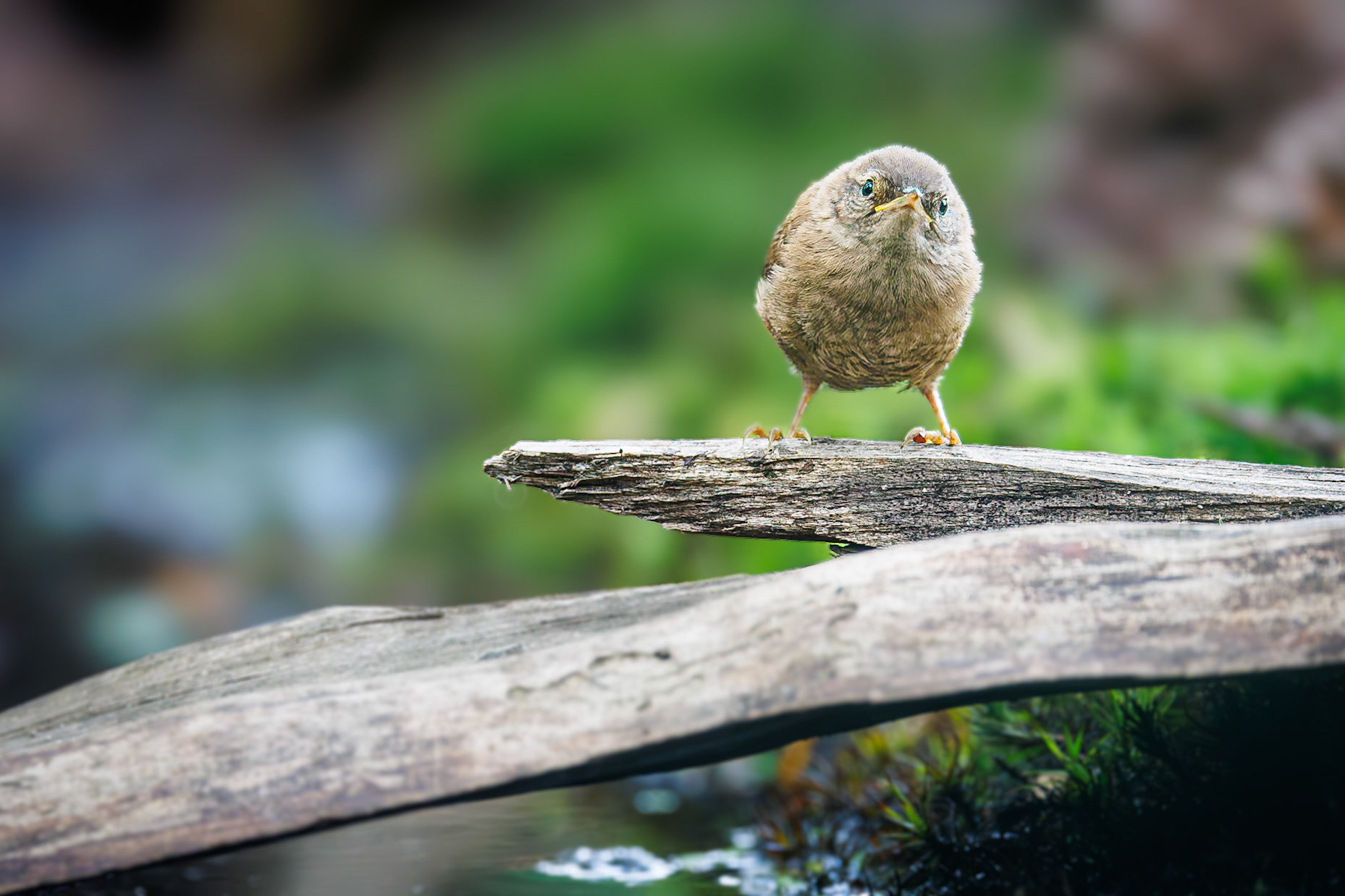 Winterkoninkje / Eurasian wren (Troglodytes troglodytes)