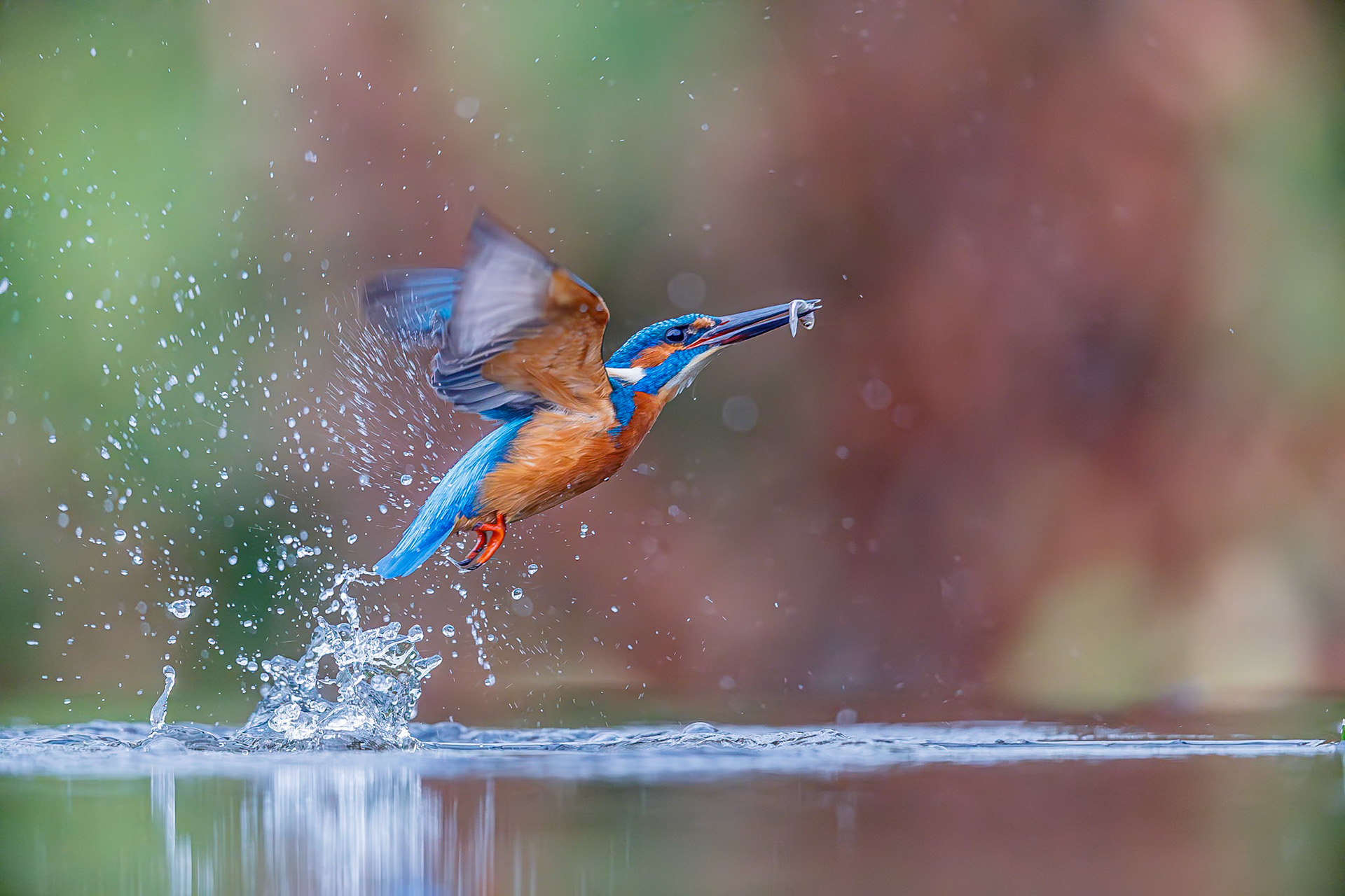 IJsvogel / Common kingfisher (Alcedo atthis)