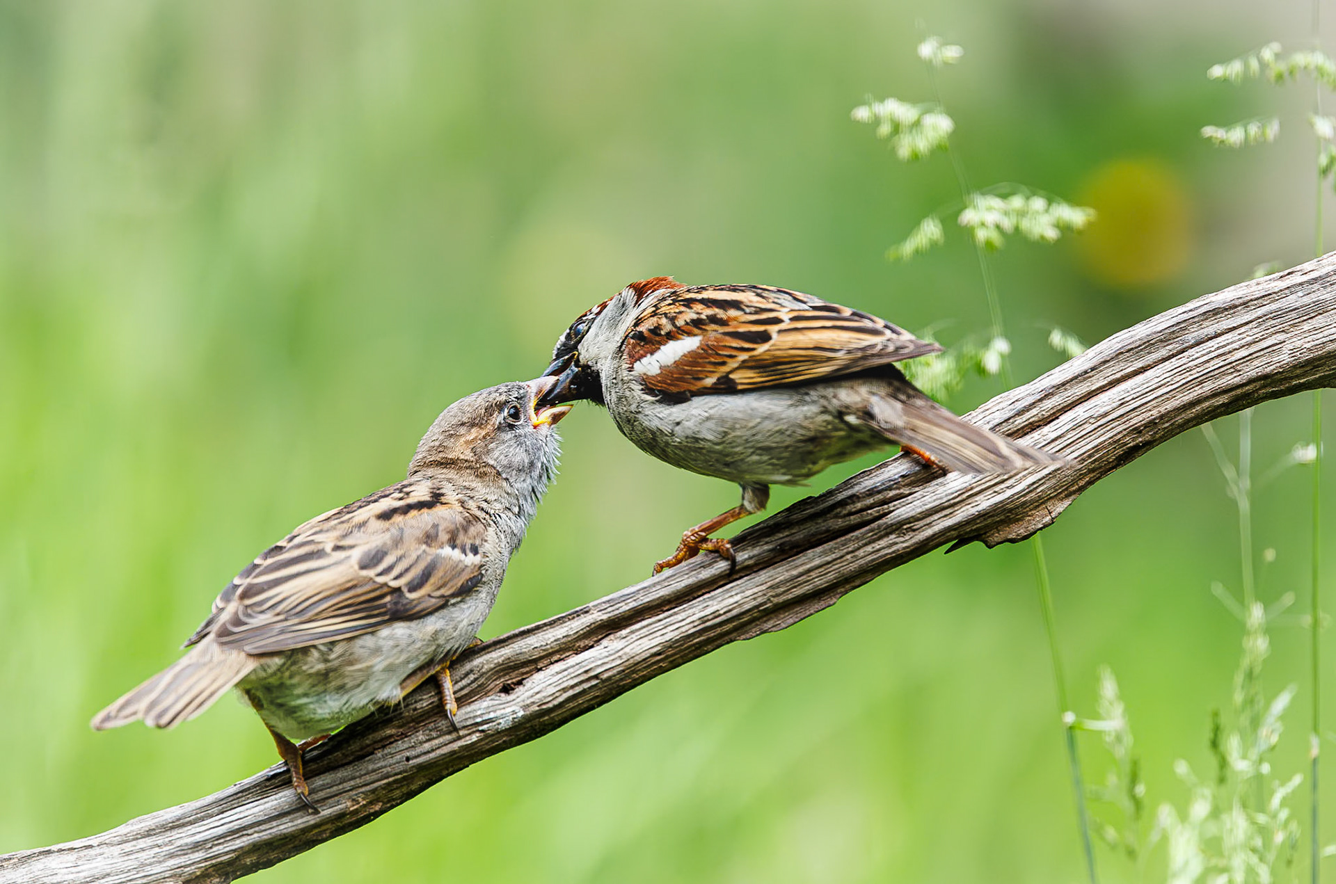 Huismus / House sparrow (Passer domesticus)