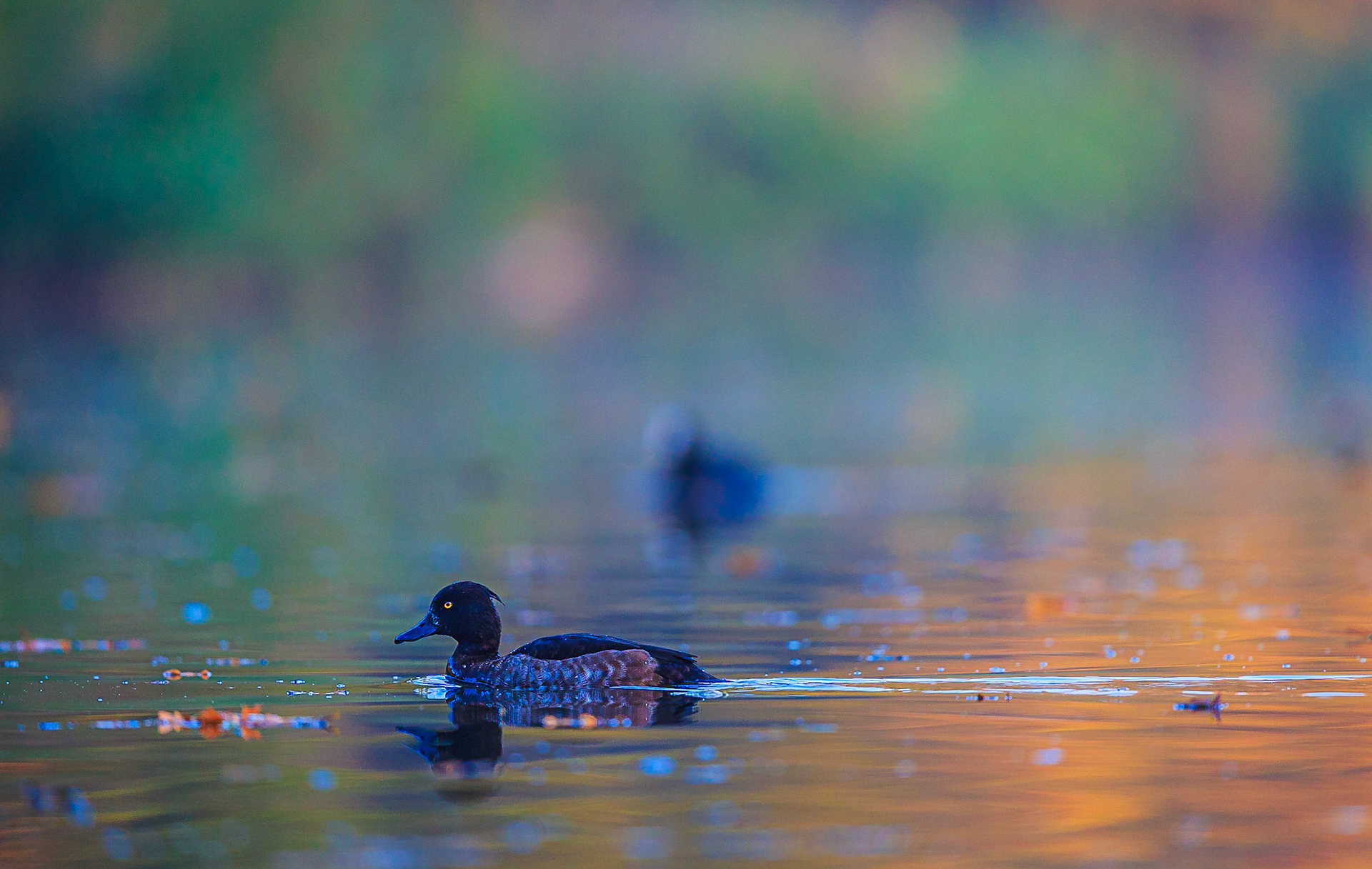Kuifeend / Tufted Duck (Aythya fuligula)