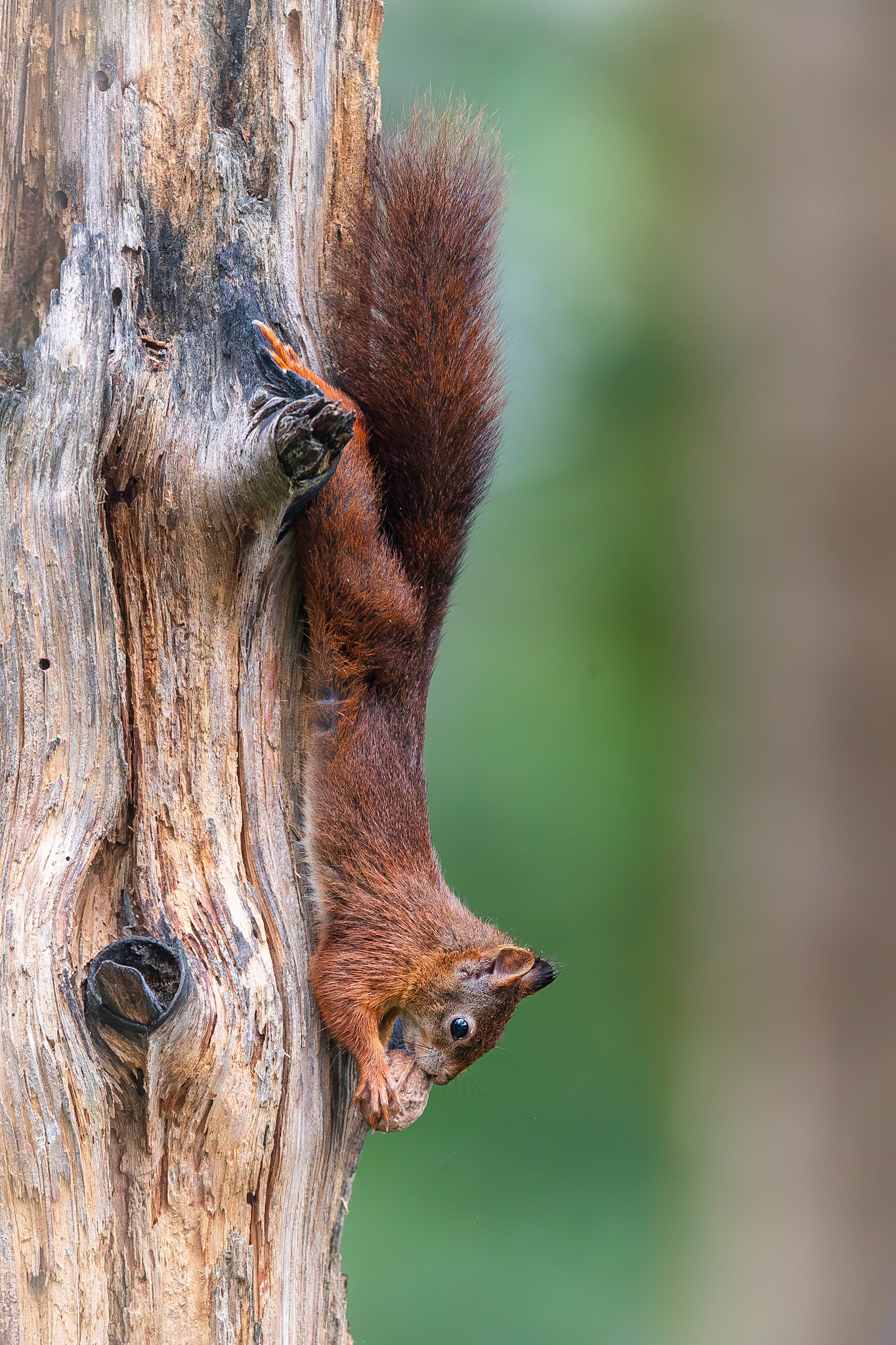 Eekhoorn / Eurasian red squirrel (Sciurus vulgaris)