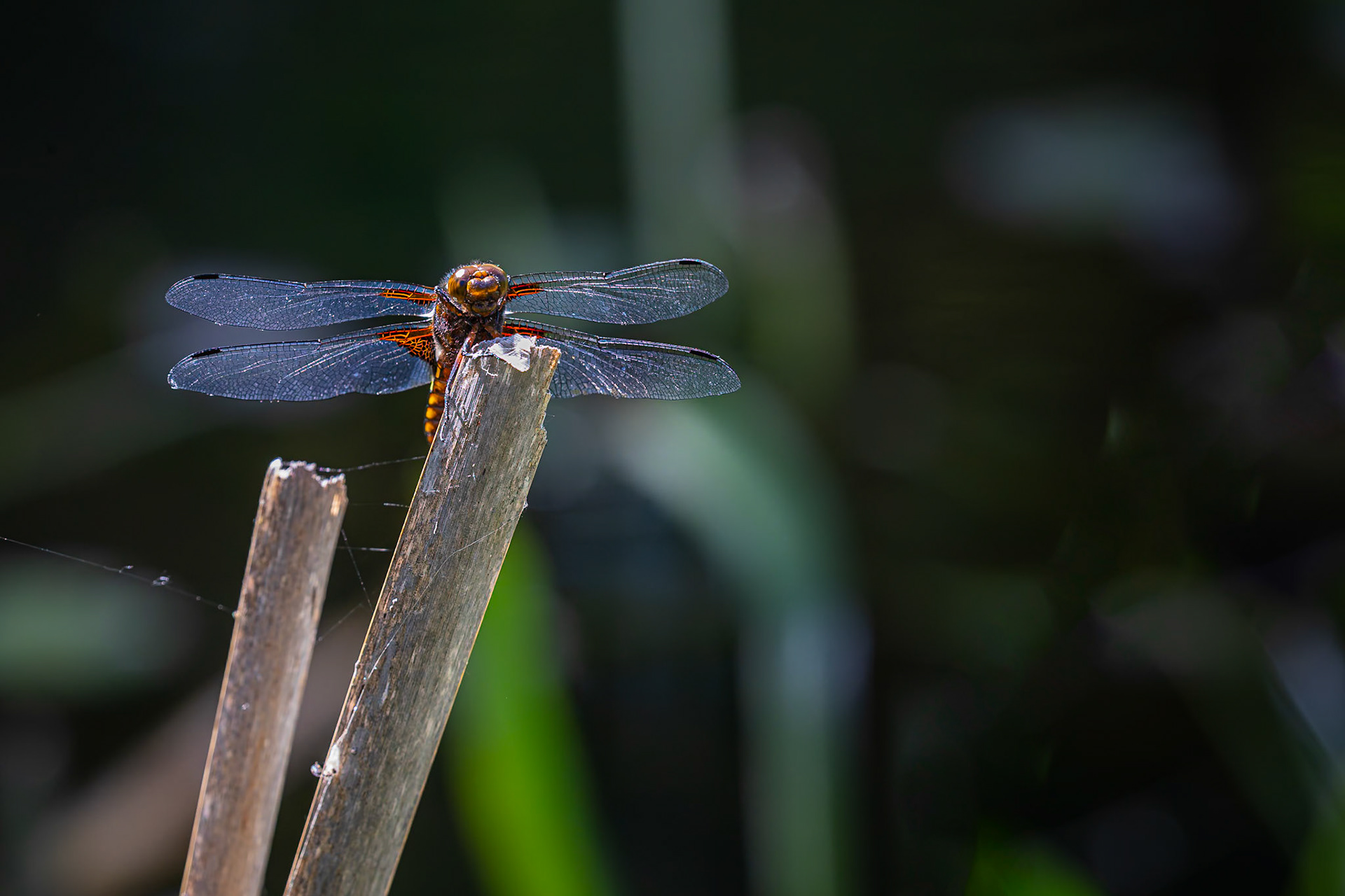 Platbuik / Broad bodied chaser (Libellula depressa)
