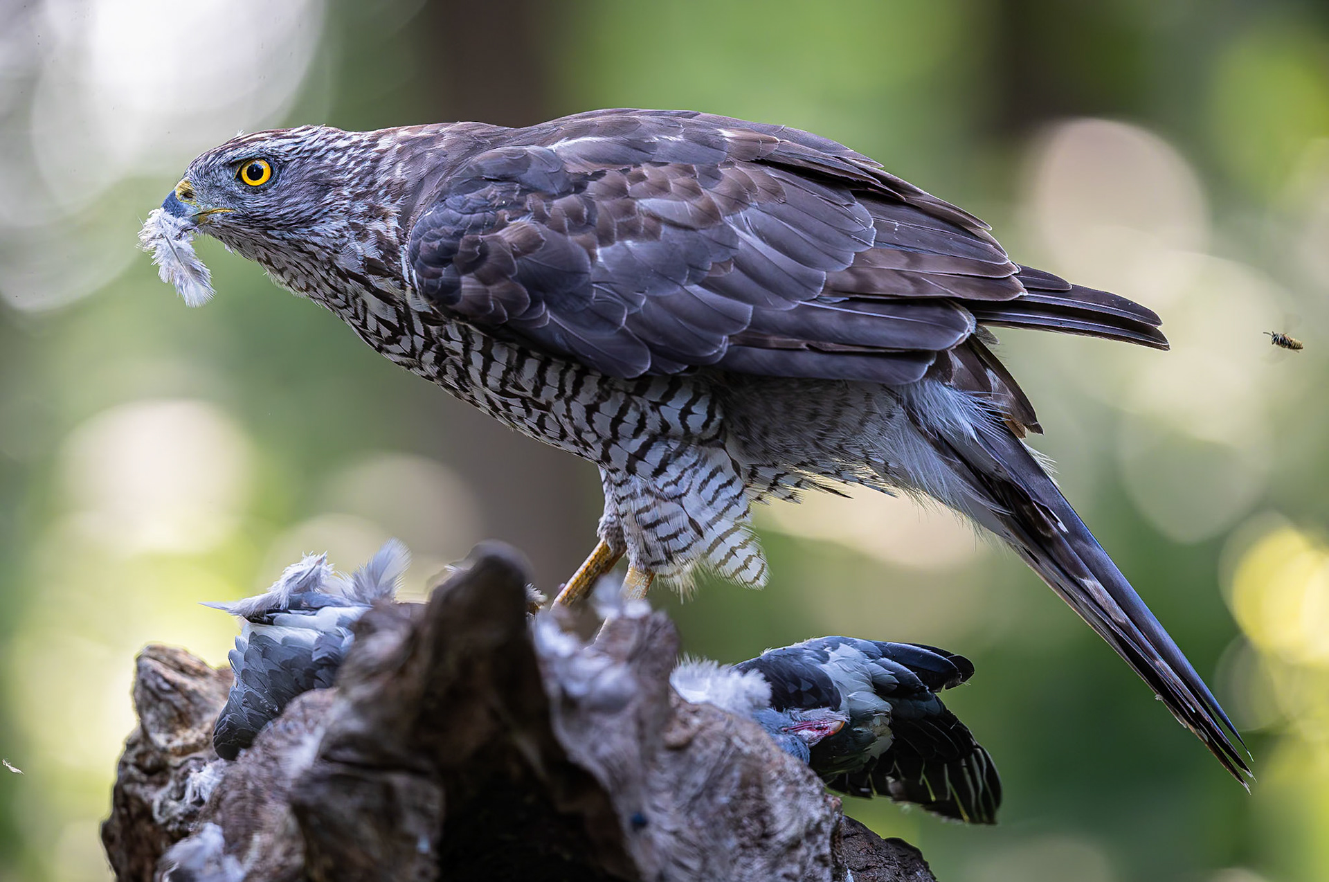 Havik / Northern Goshawk (Accipiter gentilis)
