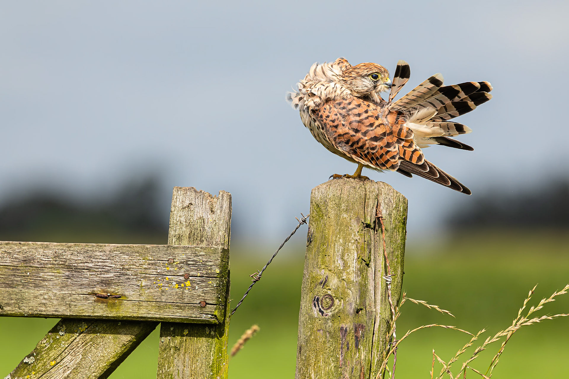 Torenvalk / Common kestrel (Falco tinnunculus)