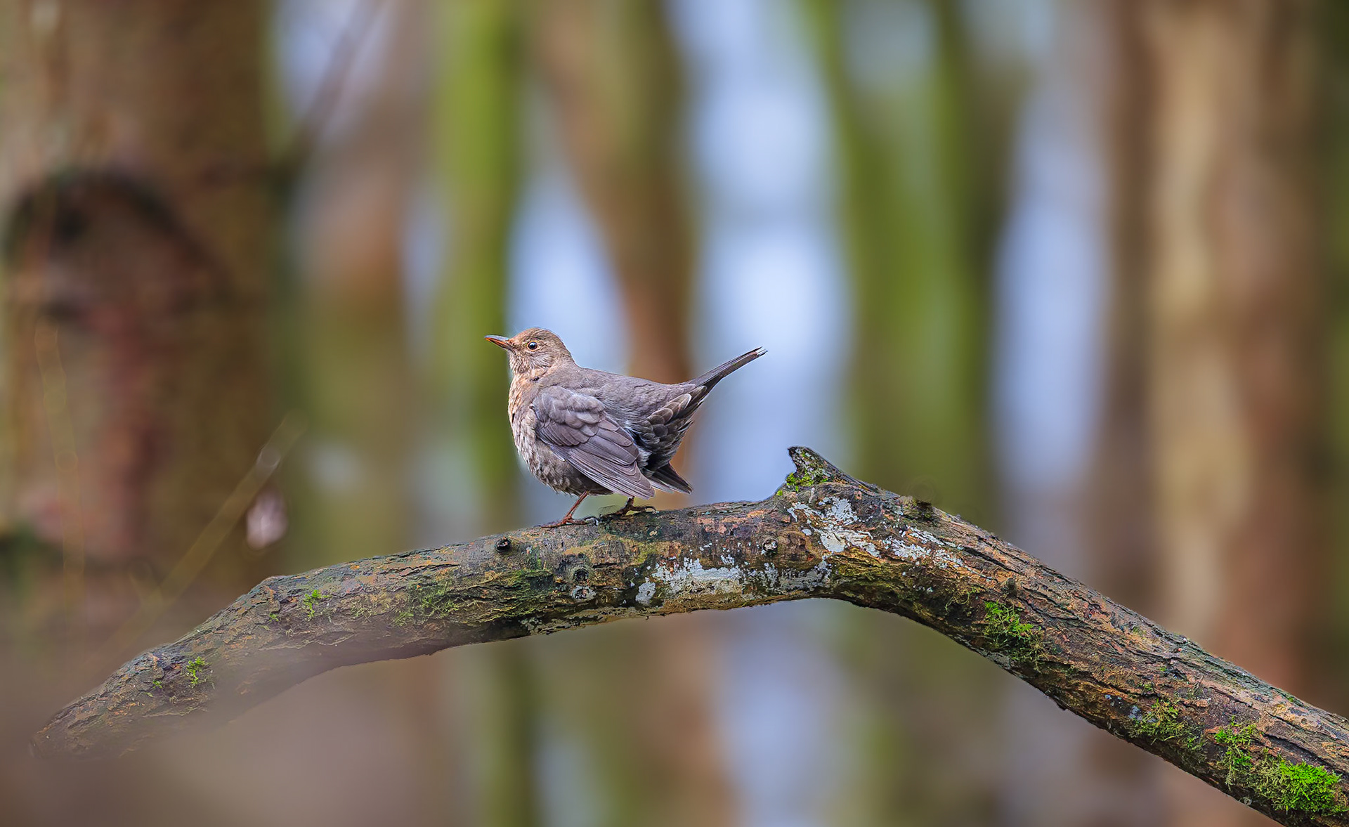 Merel / Common Blackbird (Turdus merula)