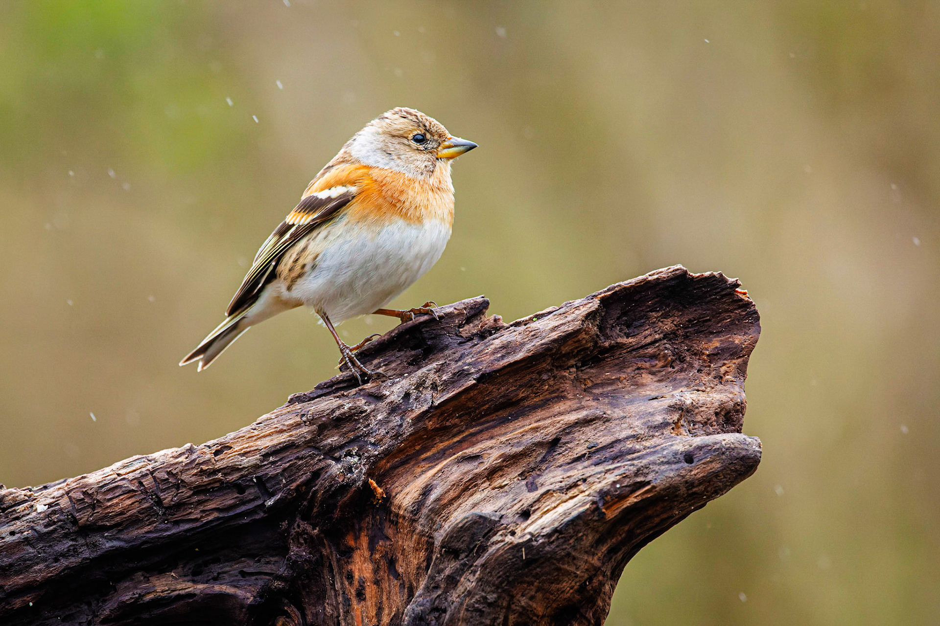 Keep / Brambling (Fringilla montifringilla)