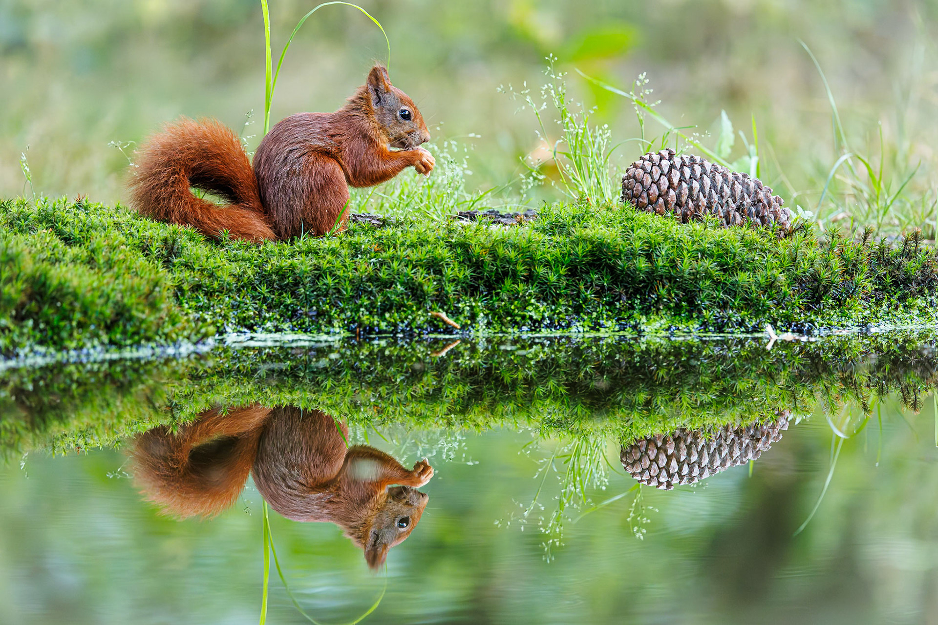 Eekhoorn / Eurasian red squirrel (Sciurus vulgaris)