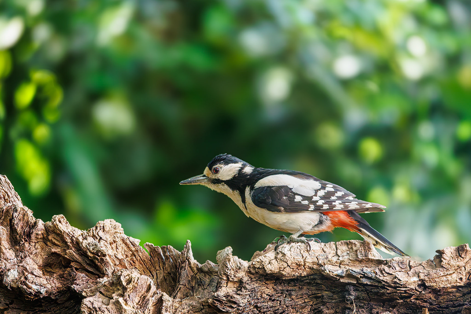 Grote bonte specht / Great spotted woodpecker (Dendrocopos major)