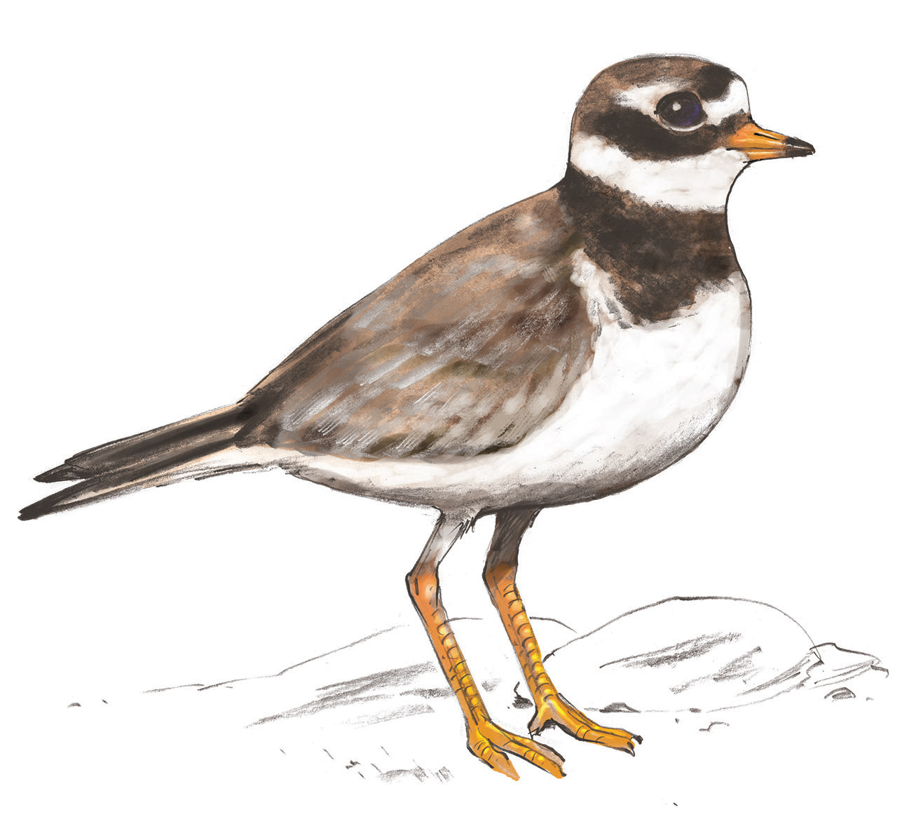 Pluvier grand javelot