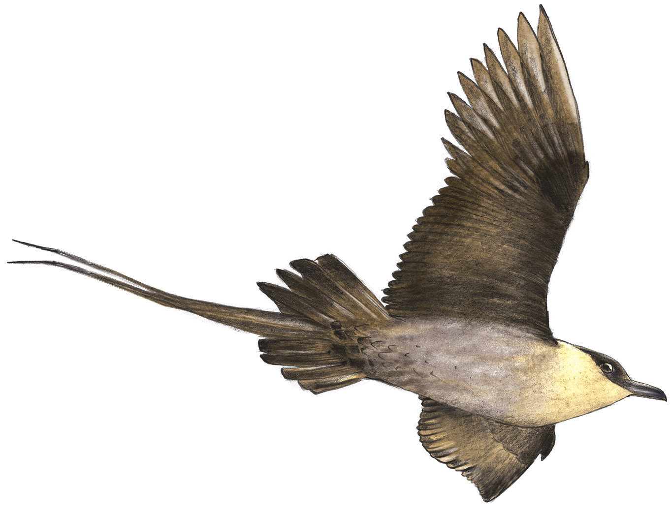 Labbe à longue queue