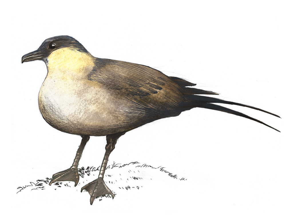 Labbe à longue queue