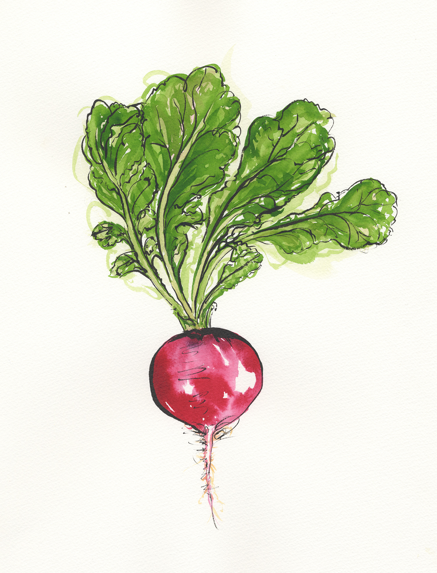 illustration of a radish created with sumi ink and watercolor