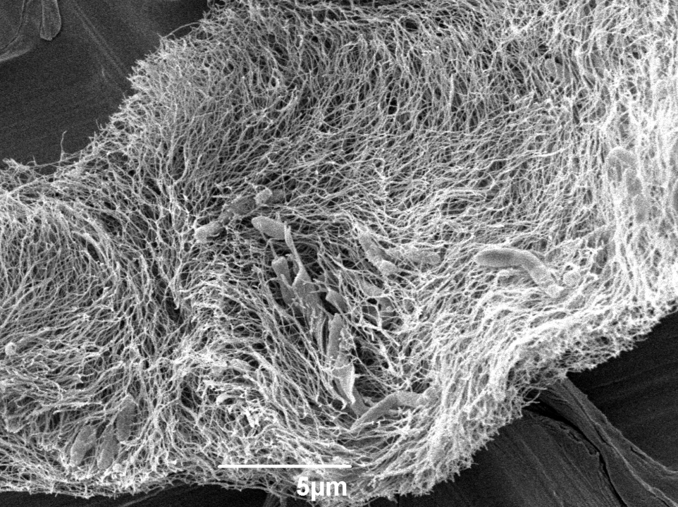 Cellulose in the laboratory microscope