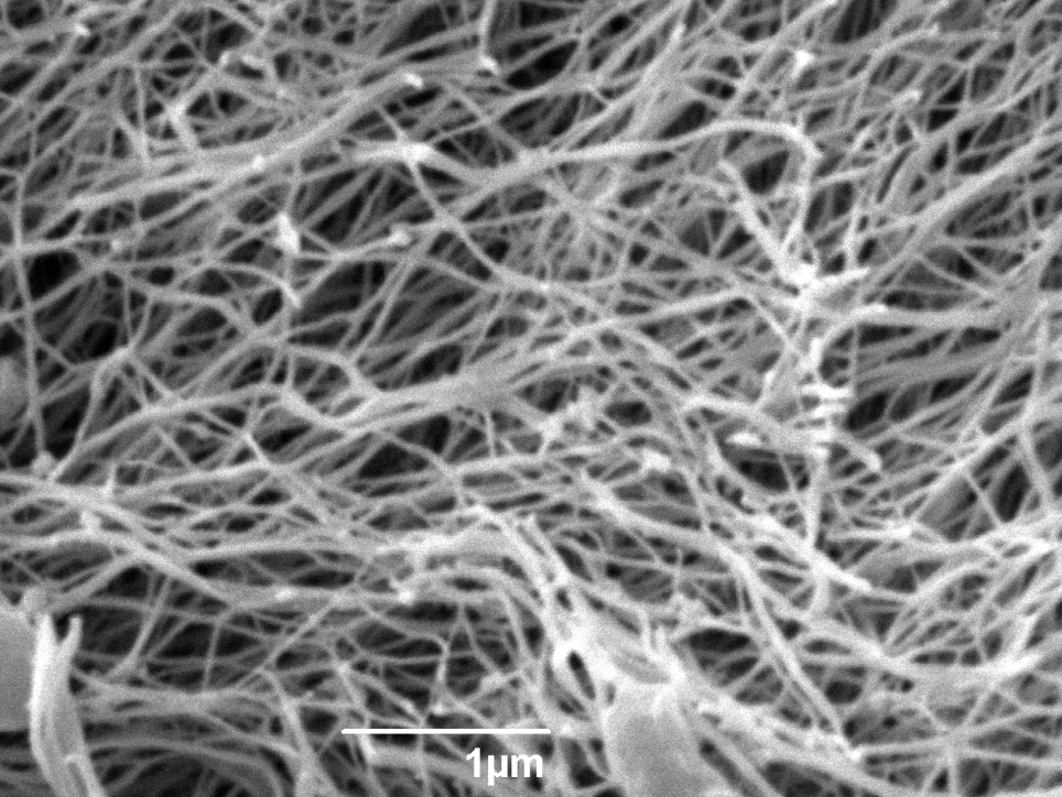 Cellulose in the laboratory microscope