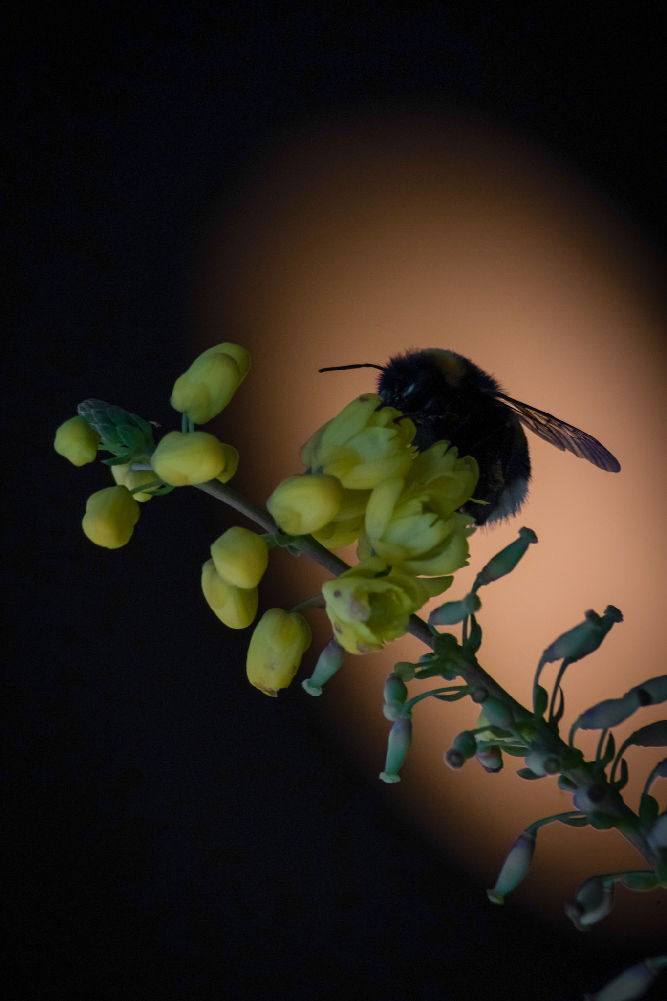 Reportage photo de la soirée