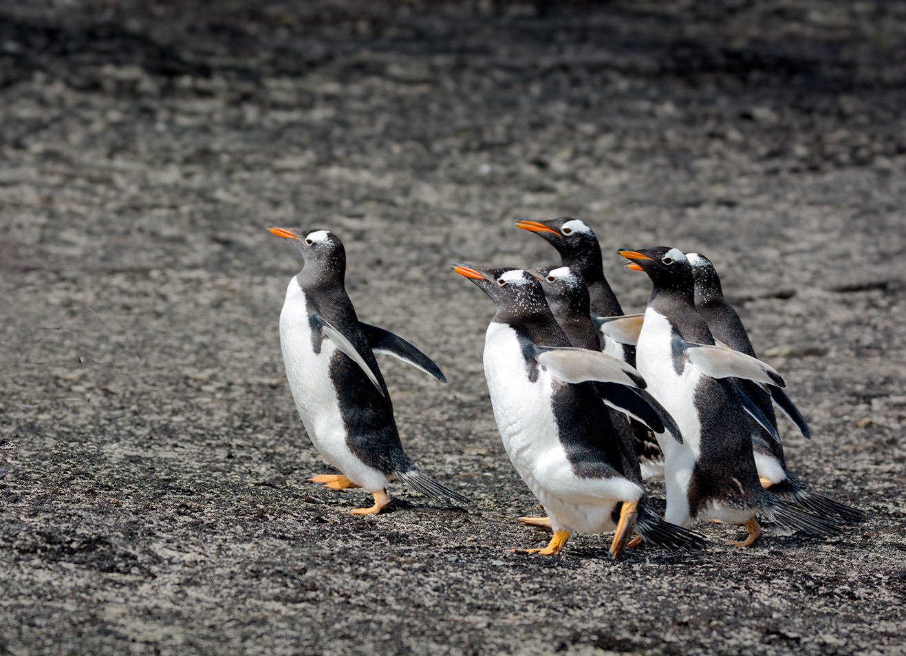 Gentoo penguins, Falkland Islands