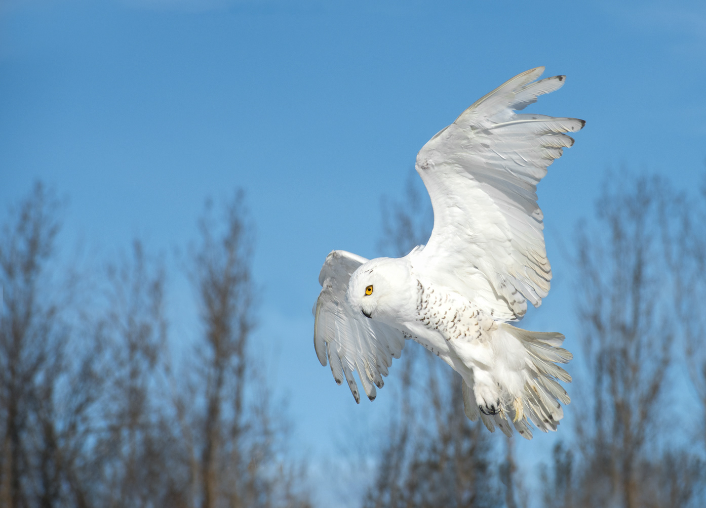 Snowy Owl