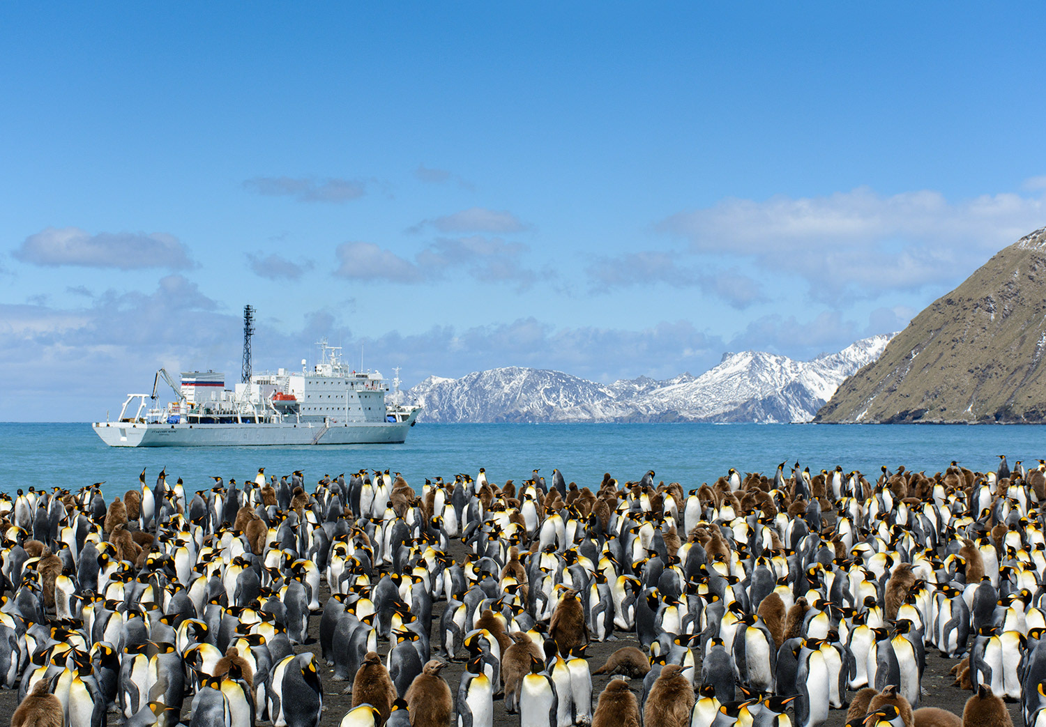 King Penguin Rookery, South Georgia Islands