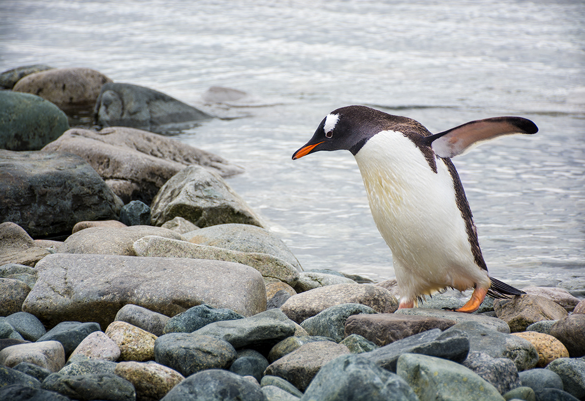 Gentoo penguin, Antarctica