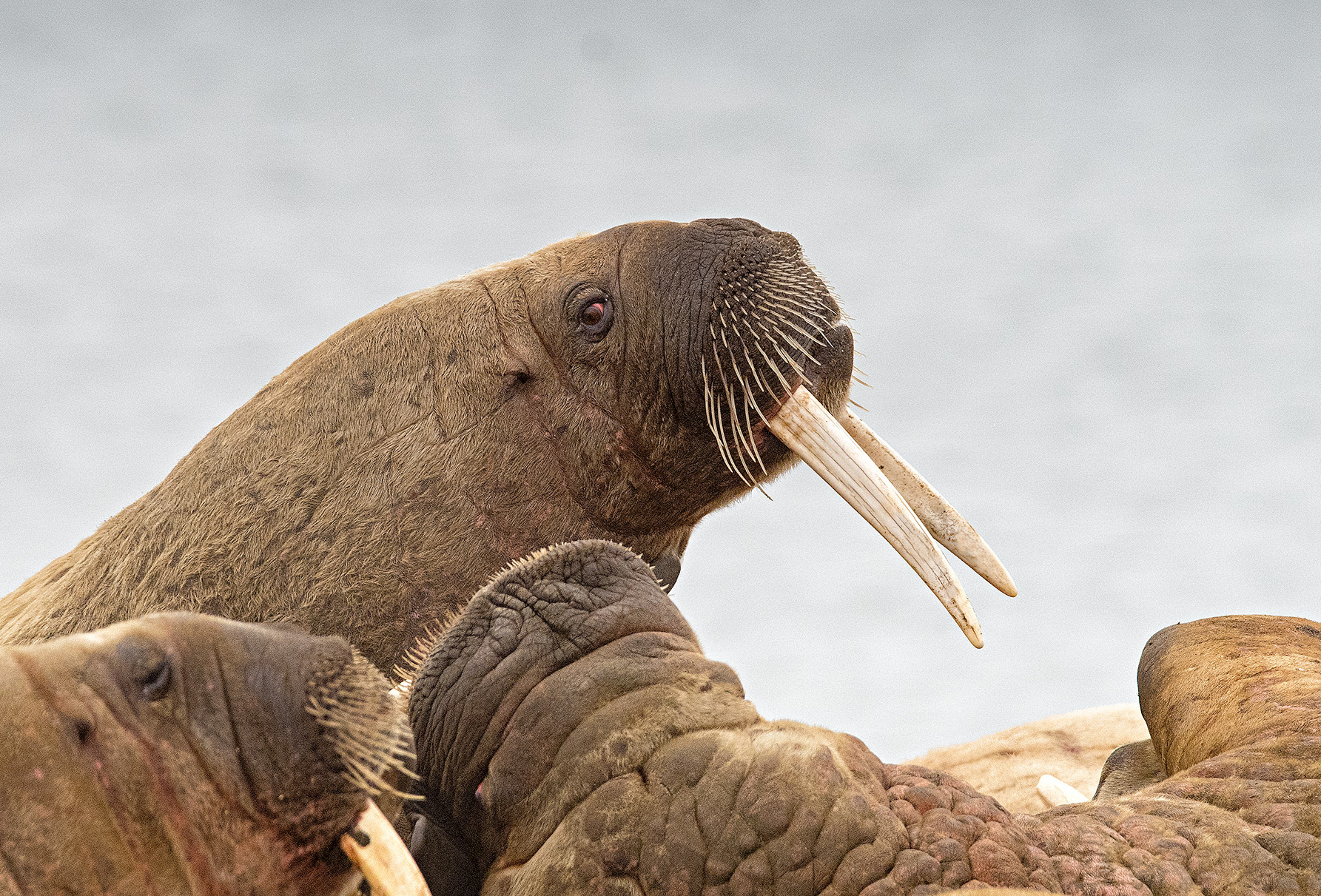 Walrus - Arctic Circle