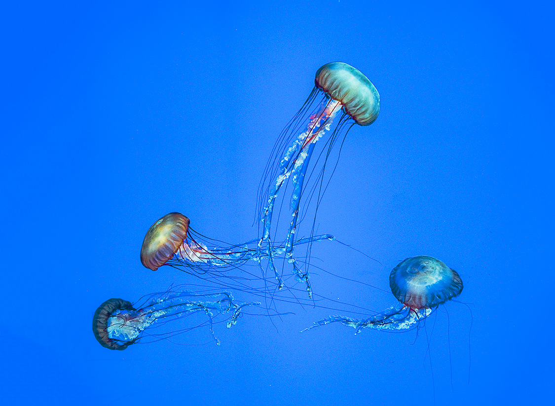 Jelly Fish