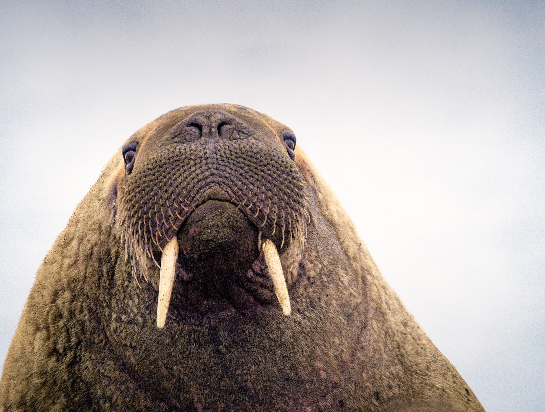 Walrus - Arctic Circle