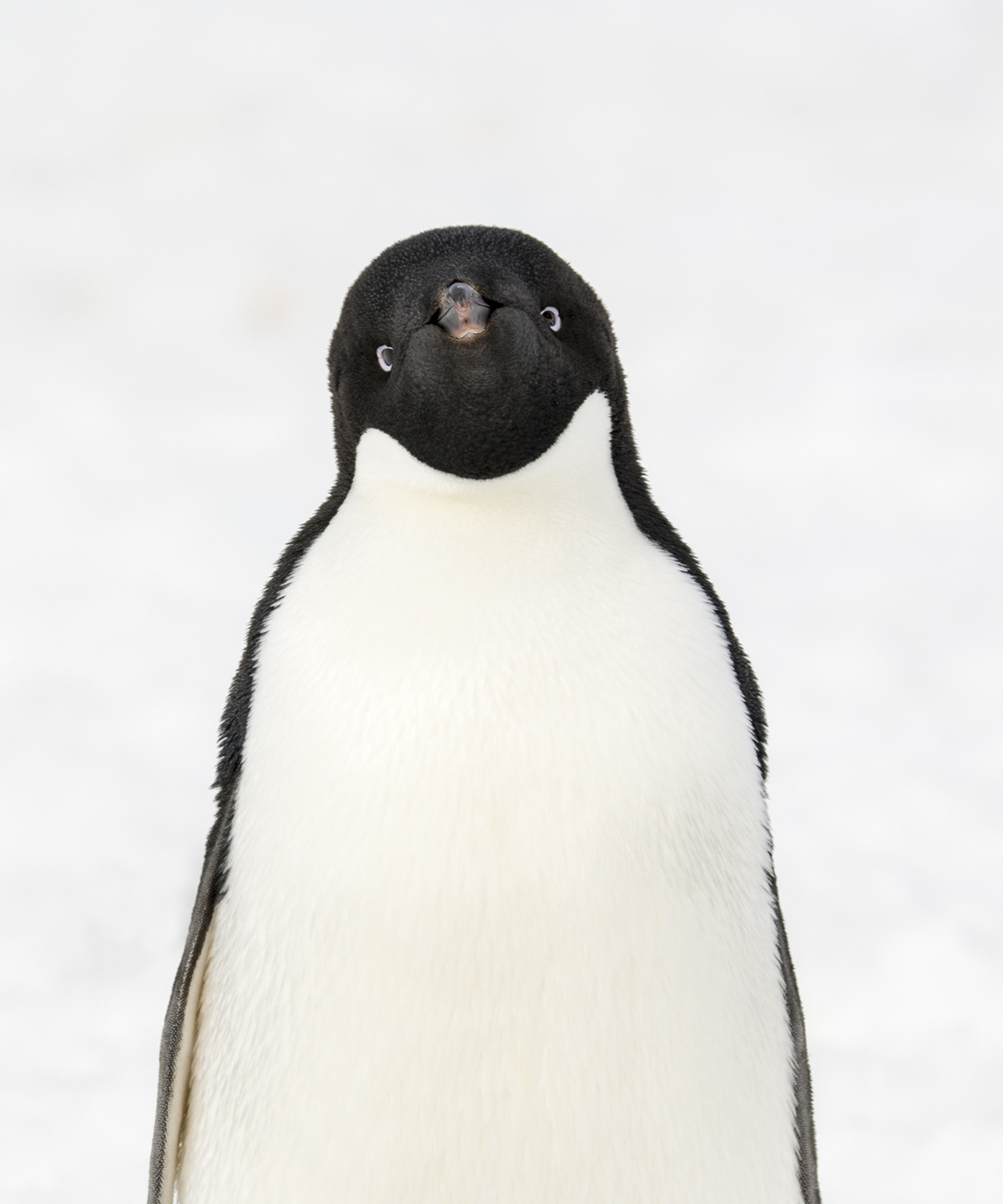 Adele penguin, Antarctic Peninsula