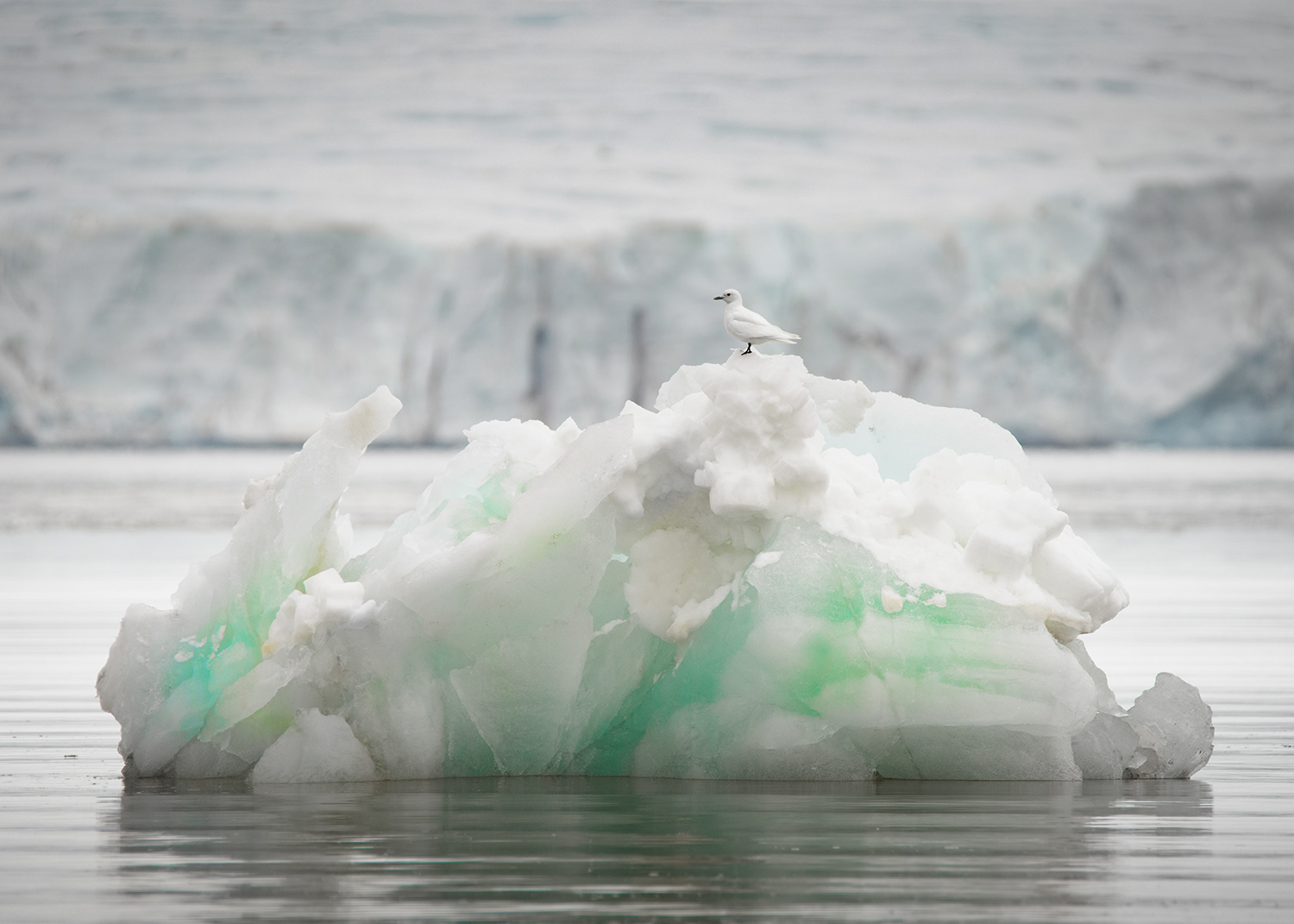 Bird on a Berg - Arctic Ocean