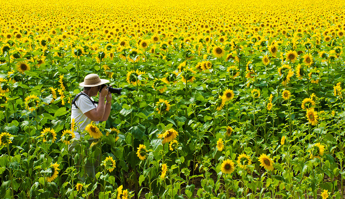 Fields of Sunshine