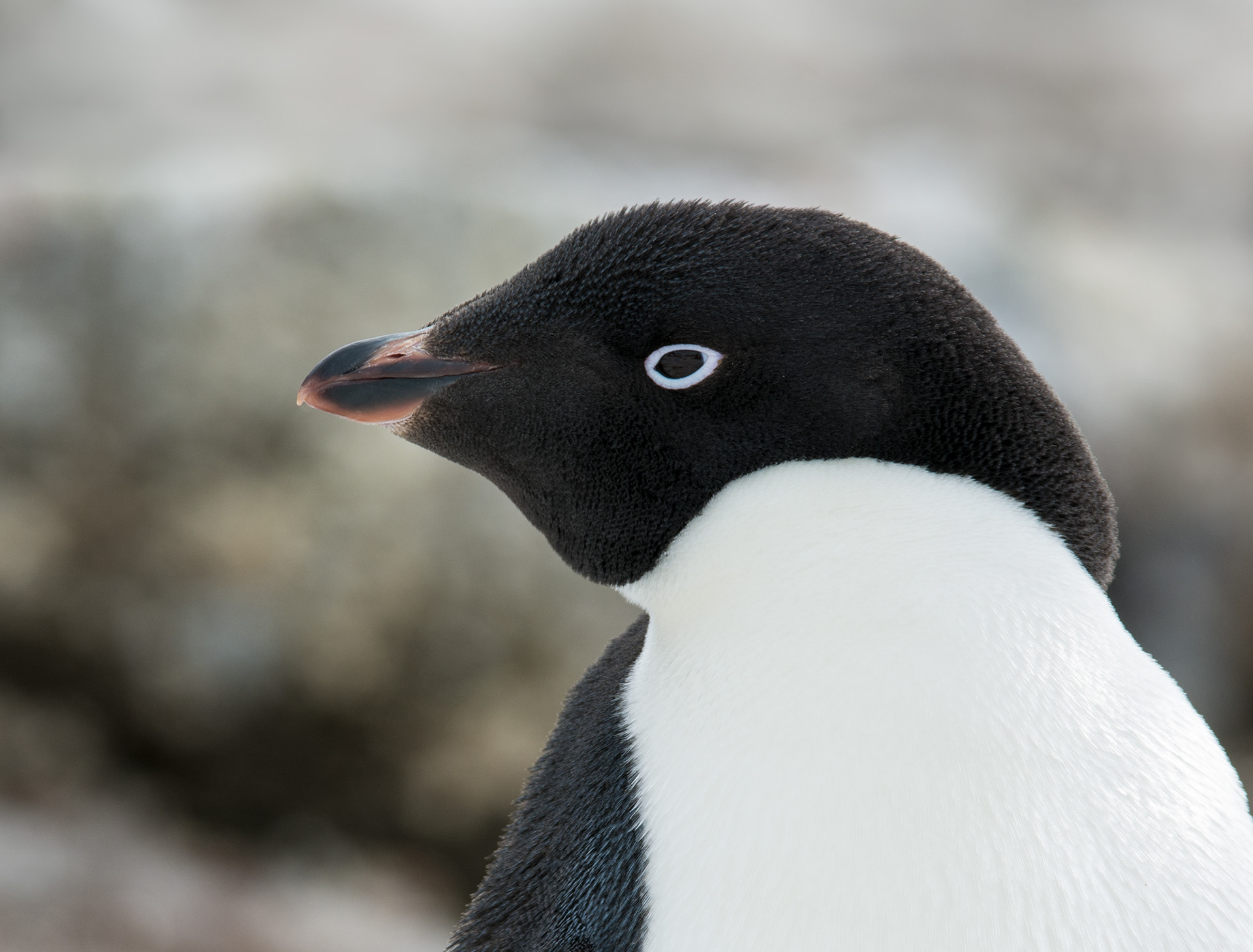 Adelie Penguin, Antarctic Peninsula