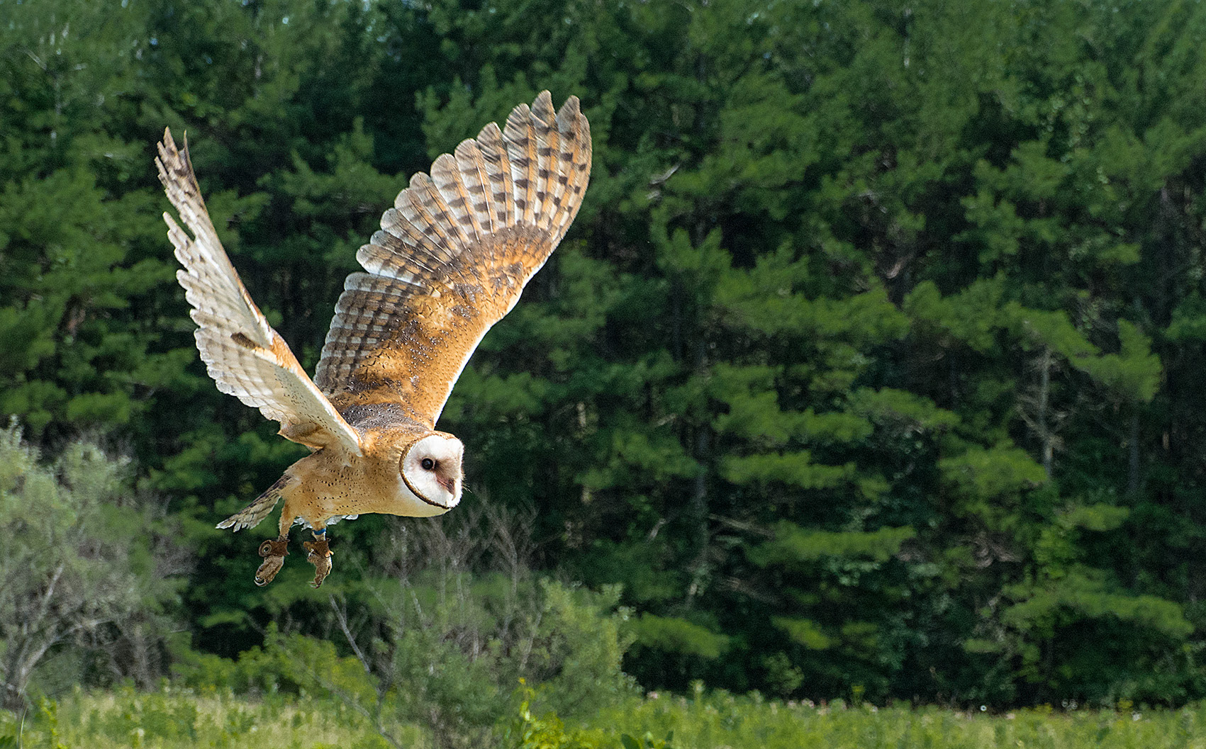 Barn Owl